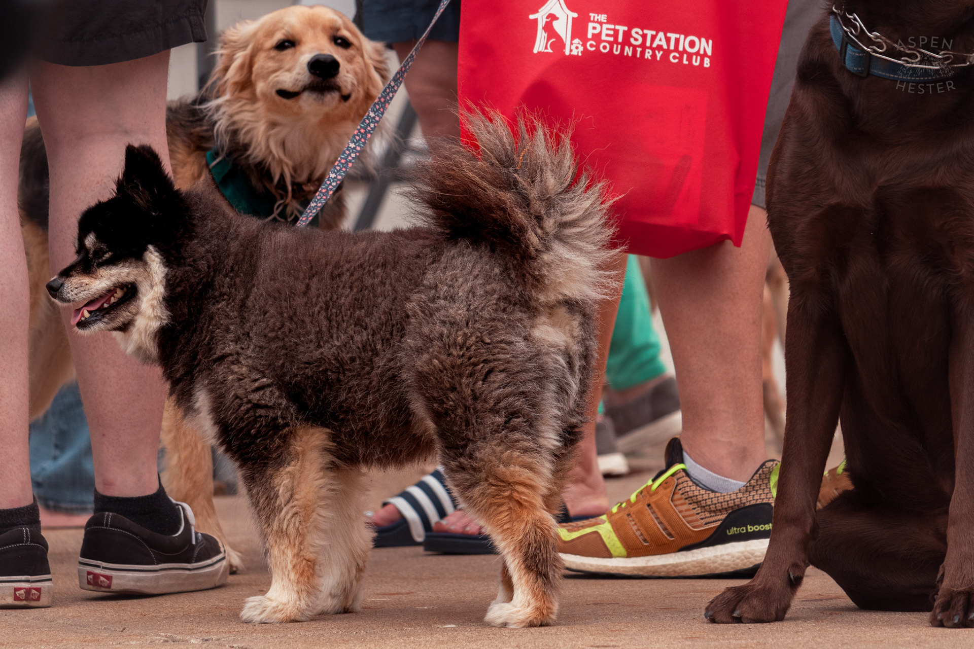 A Husky Puppy Enjoys Westport Village’s 5th Annual Puppy Palooza. April 19th, 2025/Aspen Hester