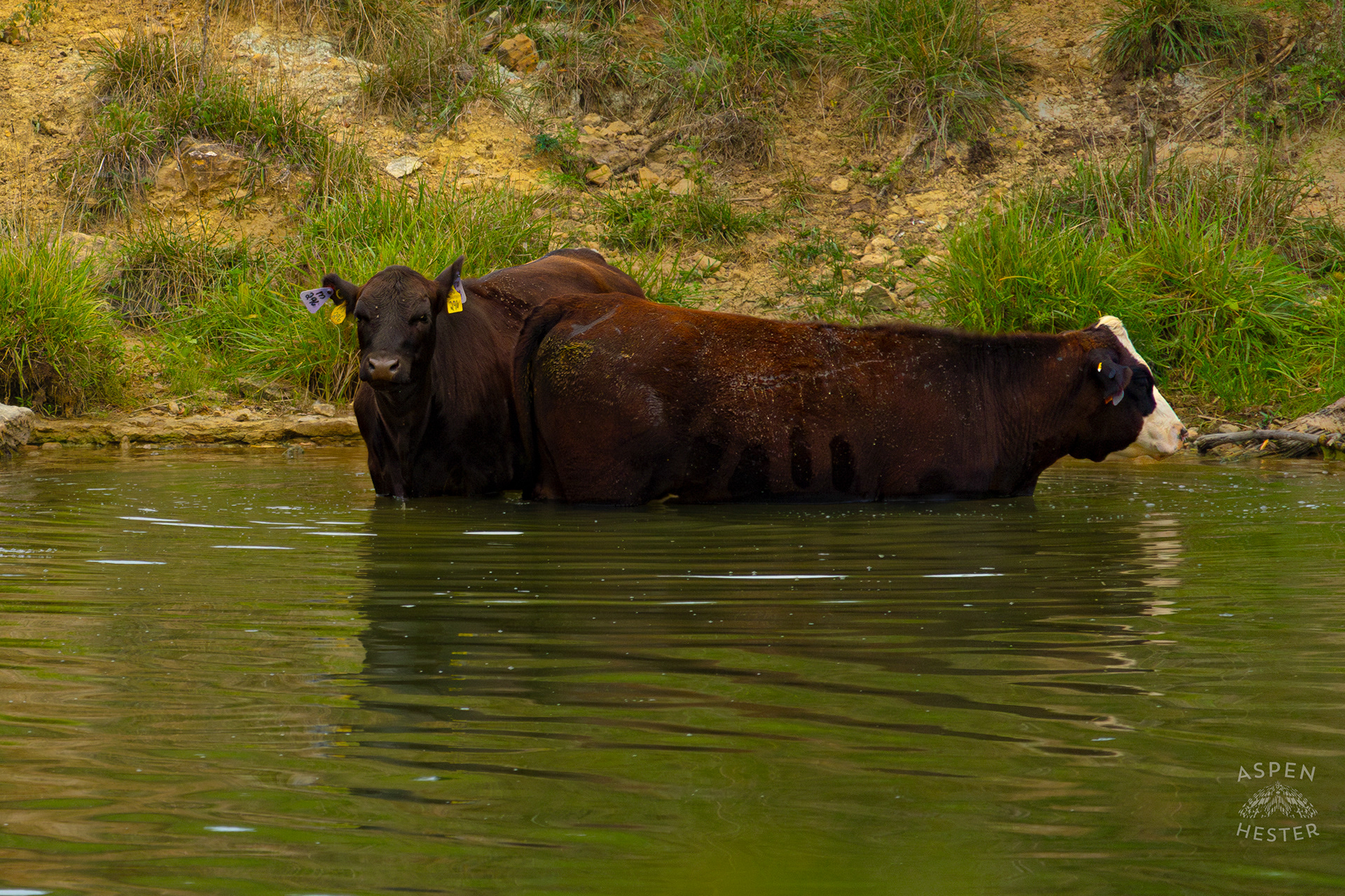 Two Cows Wading in the Cool Waters of Reformatory Lake. August 12th, 2024/Aspen Hester