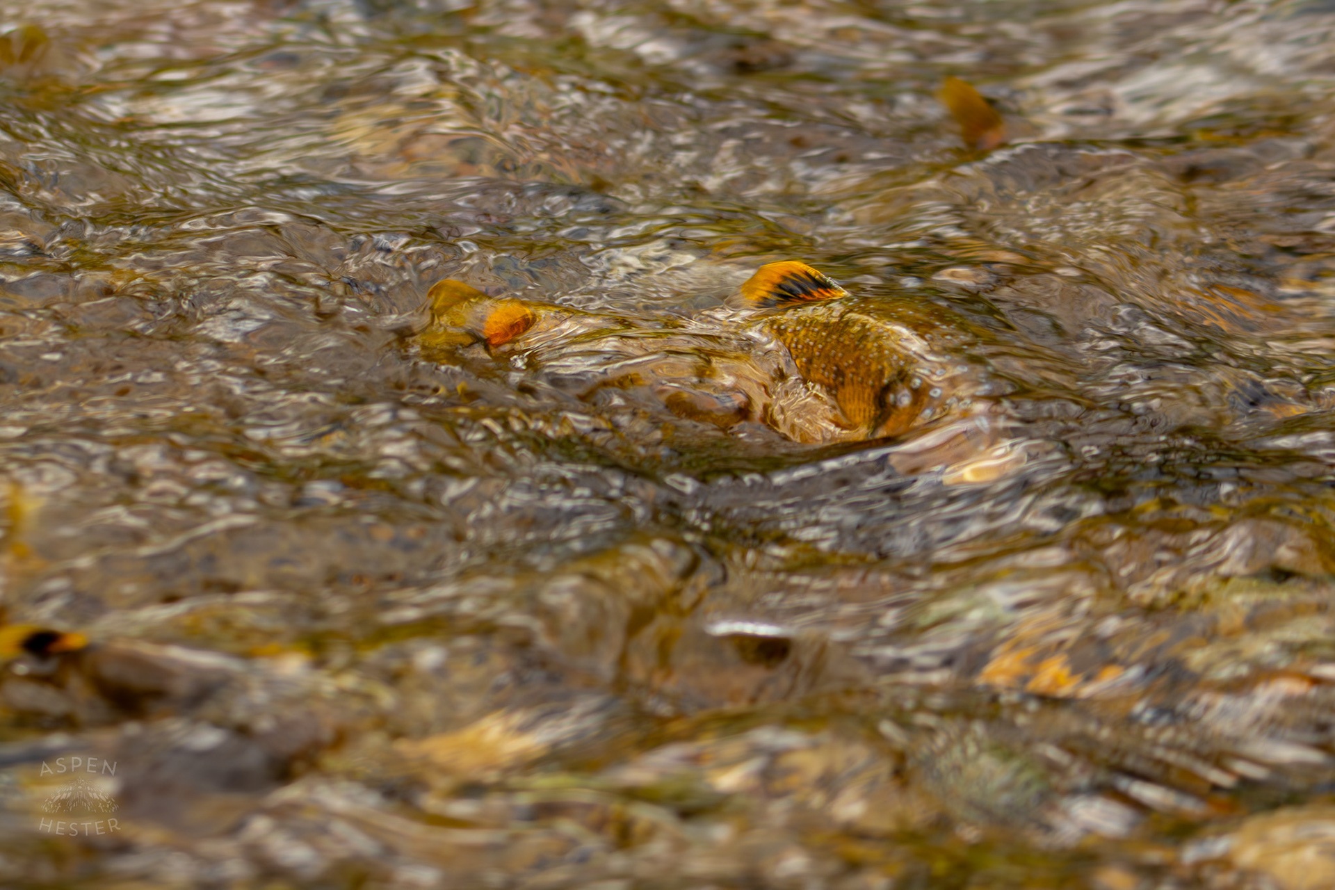 A Brook Trout Swims in Middle Fork Beargrass Creek Where It Runs Through Brown Park. April 14th, 2025/Aspen Hester