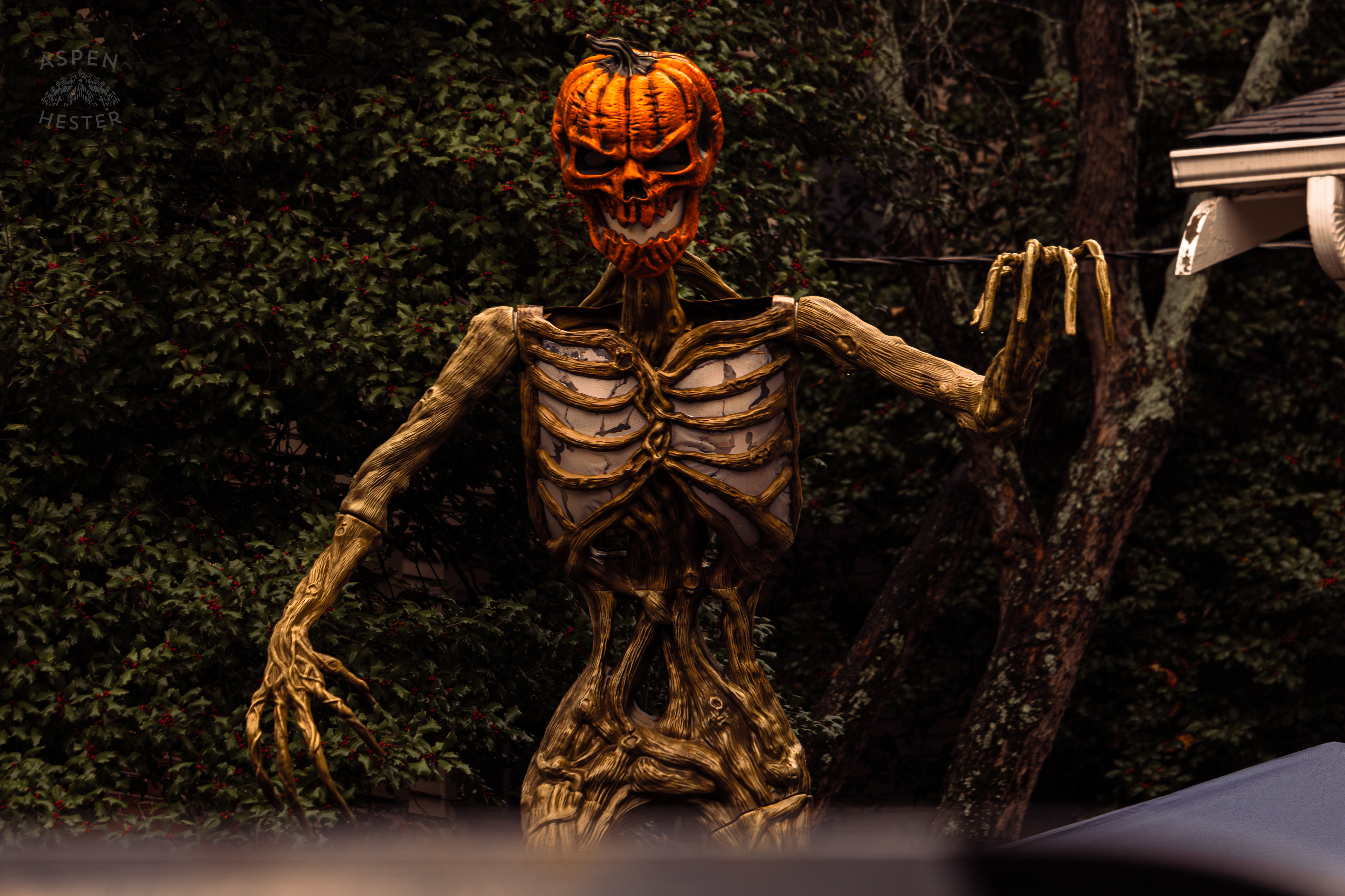 Large Pumpkin Skeleton Inferno Along Hillcrest Avenue on Halloween Night. October 31st, 2024/Aspen Hester