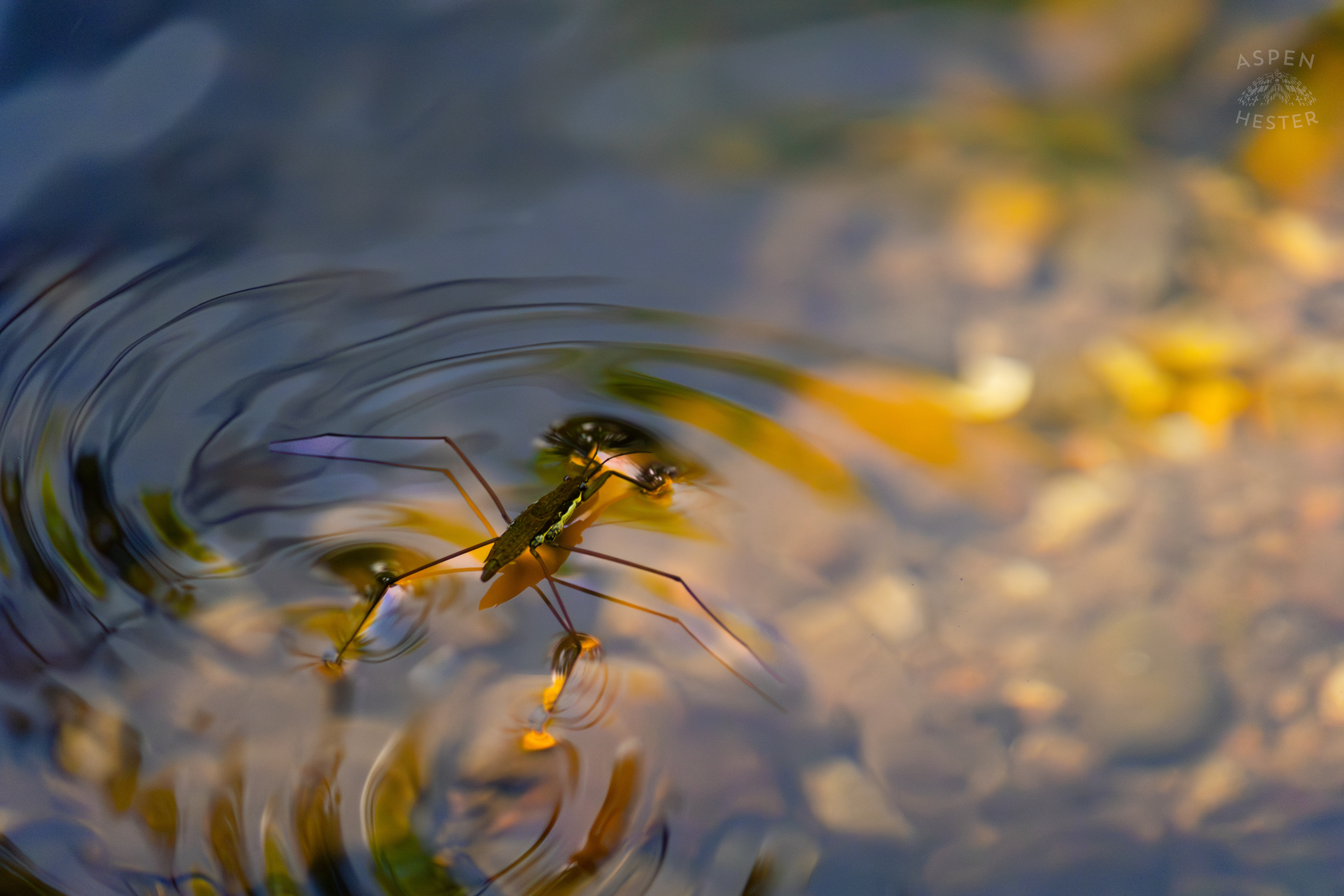 Water Strider on Middle Fork Beargrass Creek in Cherokee Park. May 28th, 2024/Aspen Hester