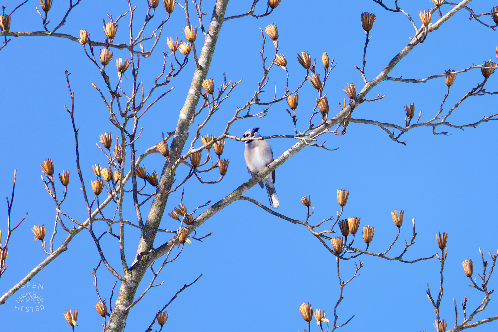 A Blue Jay Sits in A Tulip Tree in The Snowy Landscape of my Backyard. January 13th, 2025/Aspen Hester