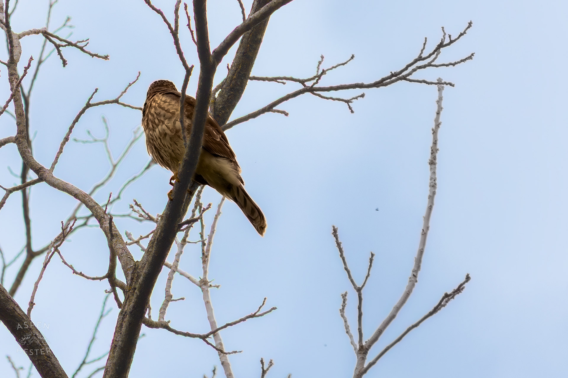 A Red Tailed Hawk Rotates Its Head Nearly 180 Degrees to Watch The Ground From High Up in Brown Park. April 14th, 2025/Aspen Hester 