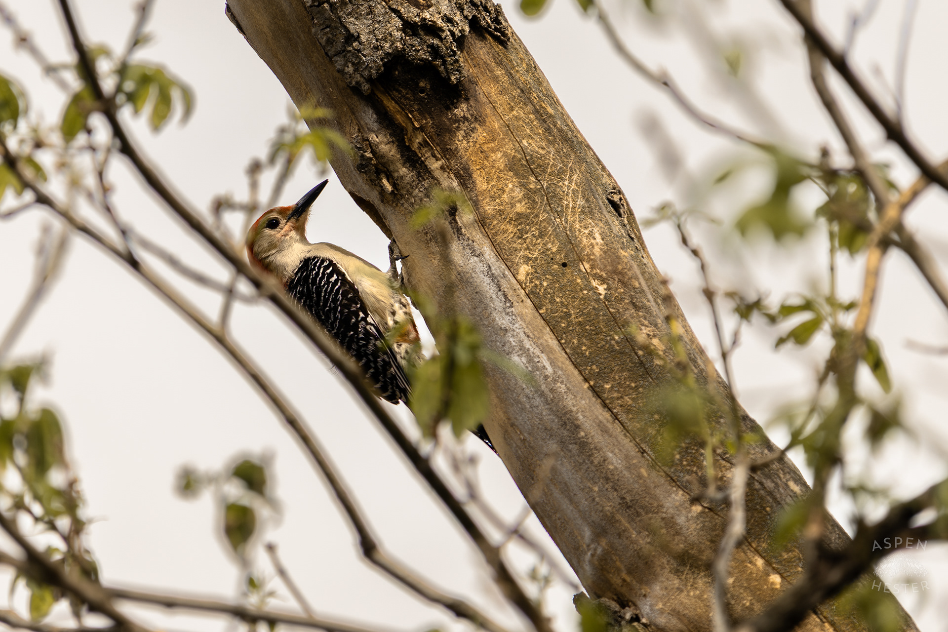 A Red-Bellied Woodpecker Forages in A Tree Above Water Amid The Historic Flooding in Utica Indiana. April 9th, 2025/Aspen Hester