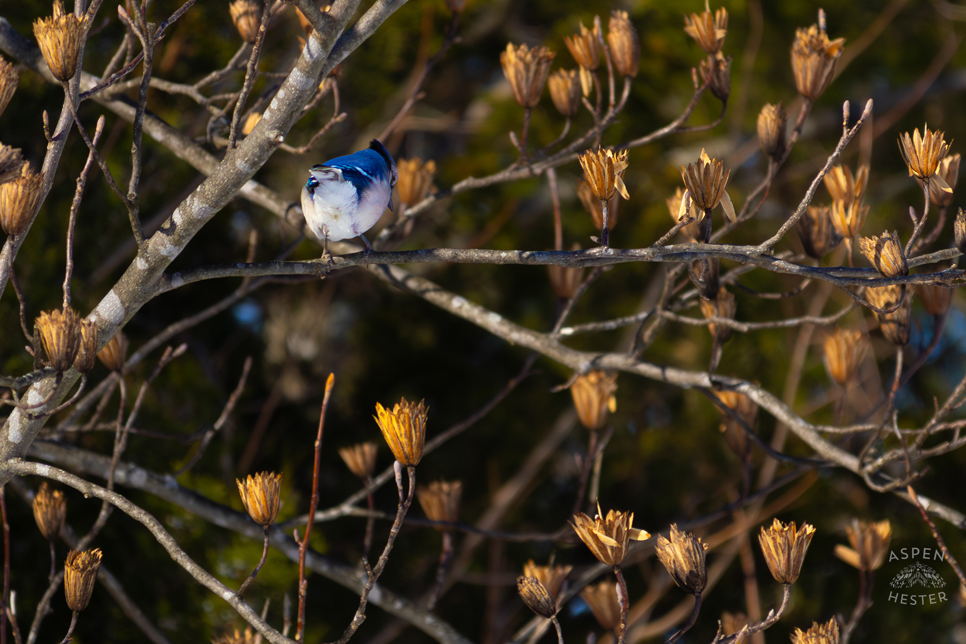 A Blue Jay Sits in A Tulip Tree in The Snowy Landscape of my Backyard. January 13th, 2025/Aspen Hester