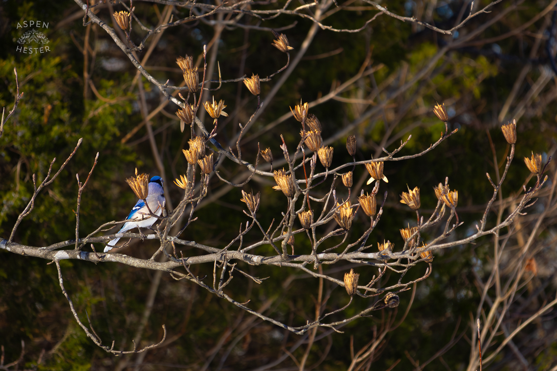 A Blue Jay Sits in A Tulip Tree in The Snowy Landscape of my Backyard. January 13th, 2025/Aspen Hester