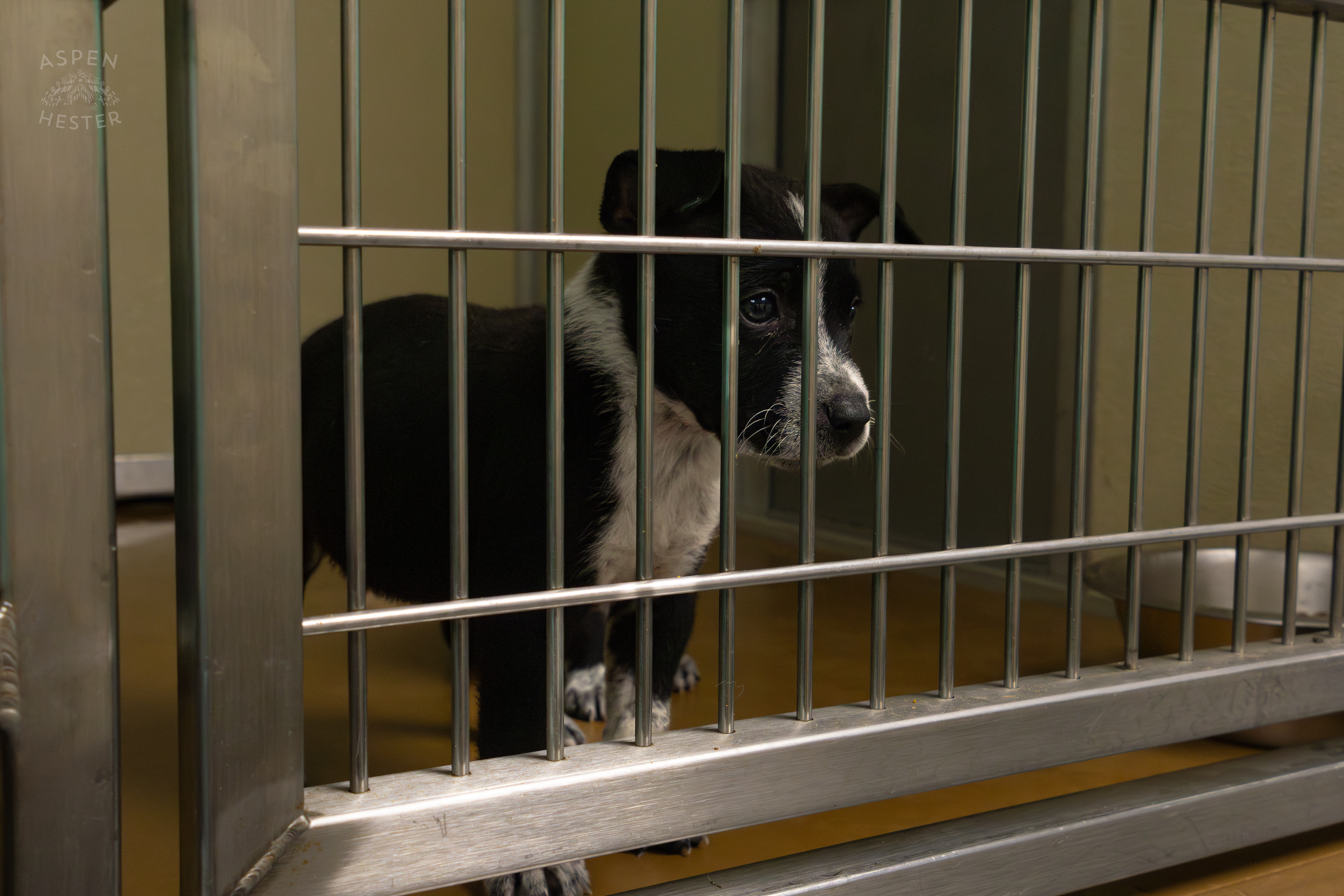 One of The Five Puppies Abandoned On The Road Outside of Louisville Metro Animal Services. September 4th, 2024/Aspen Hester