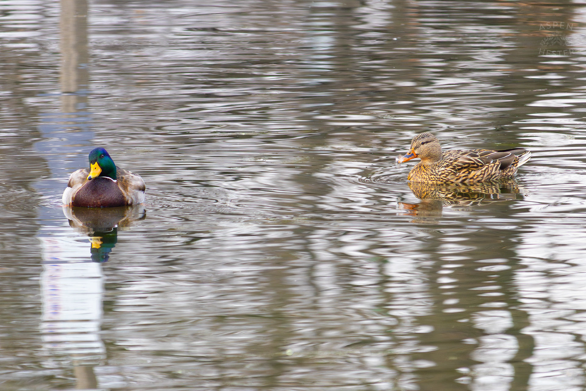 Two Mallard Ducks Swimming in Lake Elizabeth Outside The National Aviary in Pittsburgh Pennsylvania. February 26th, 2025/Aspen Hester