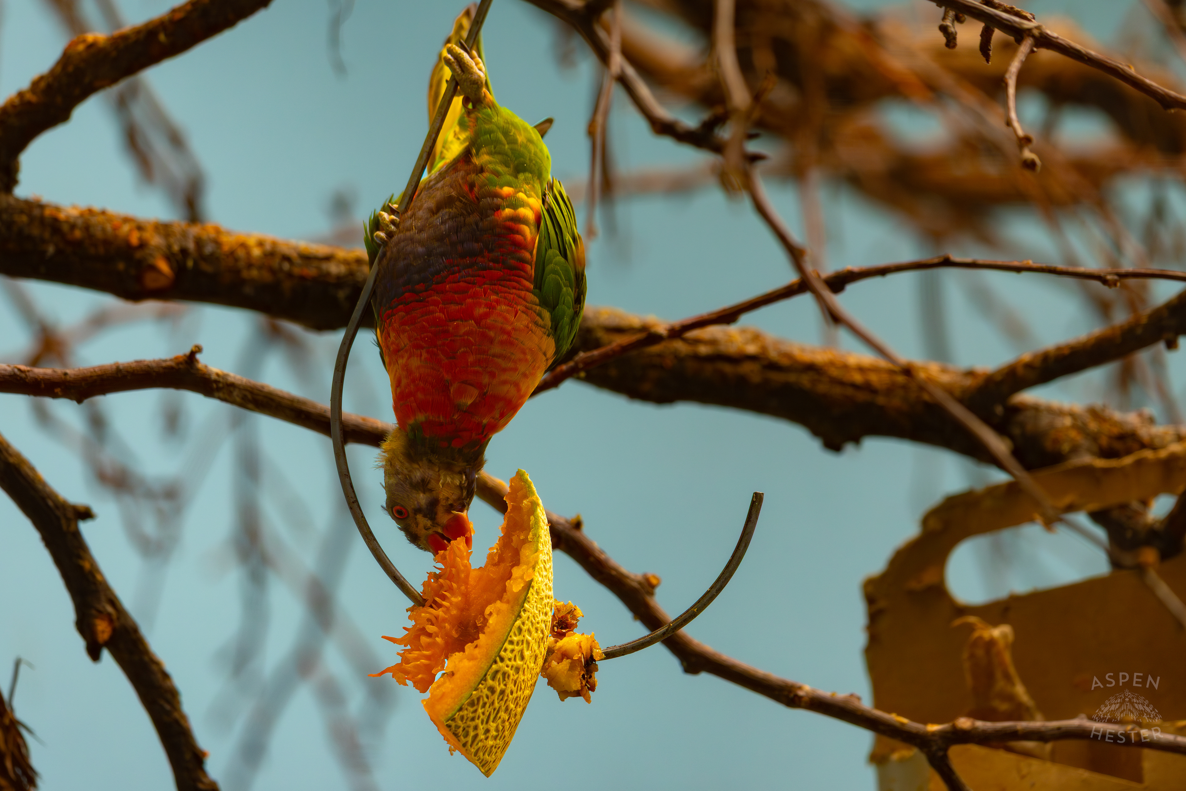 A Rainbow Lorikeet Eats Cantaloupe Upside Down in Canary's Call Inside The National Aviary in Pittsburgh Pennsylvania. February 26th, 2025/Aspen Hester
