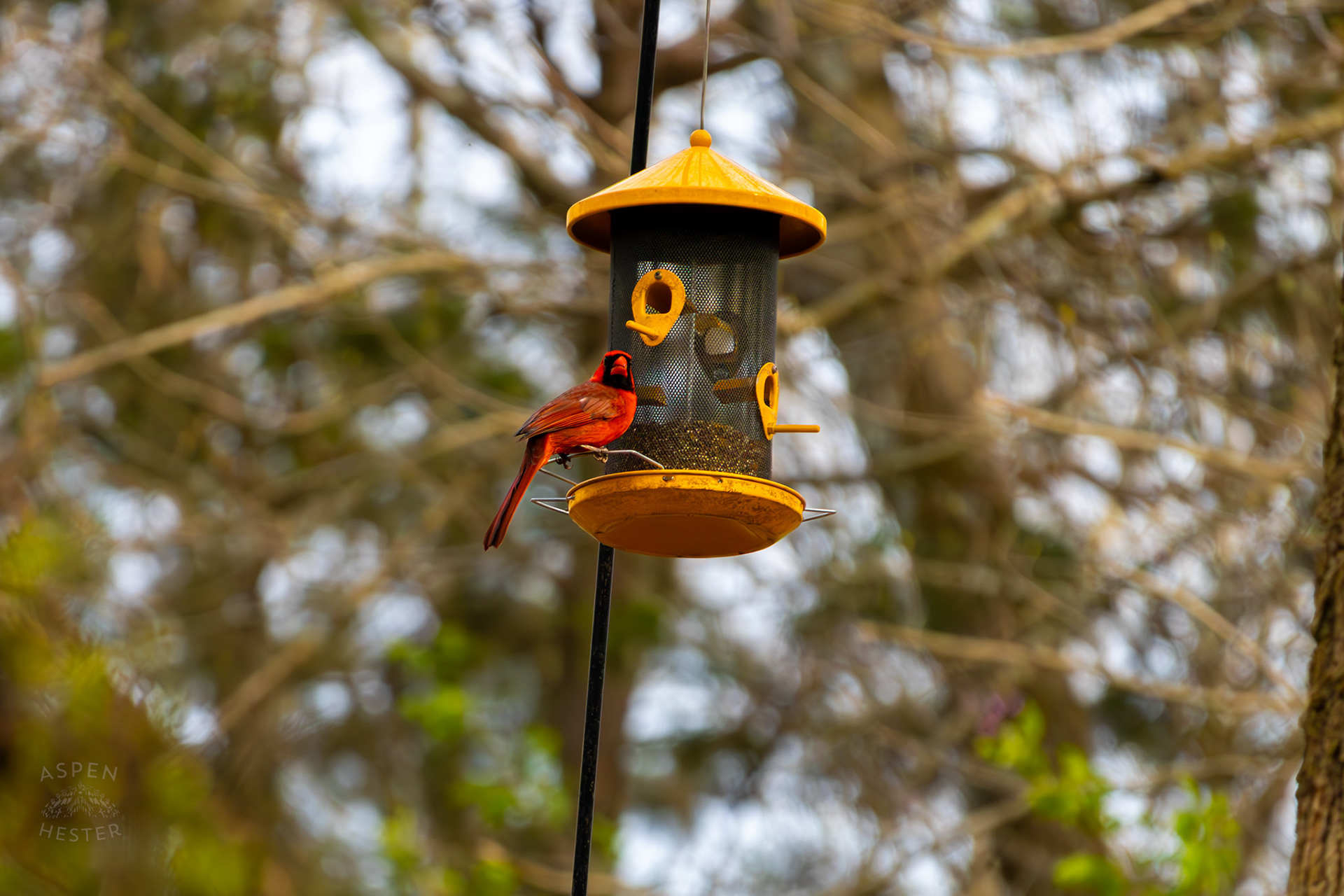 A Male Cardinal Eats From A Birdfeeder in My Neighbor's Yard. March 29th, 2026/Aspen Hester