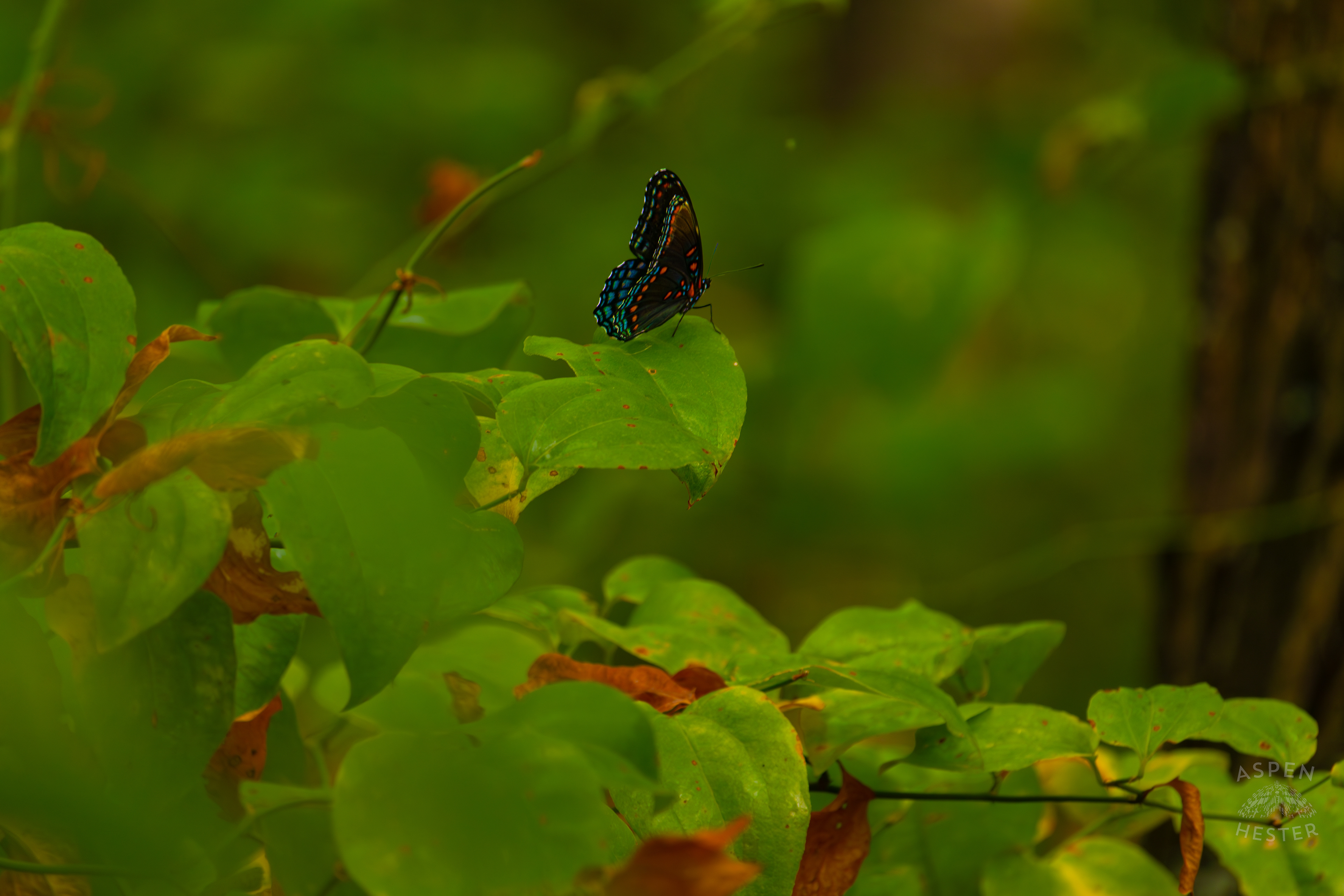 A Red-Spotted Admiral Butterfly Sits on A Bush Inside Jefferson Memorial Forest. September 3rd, 2024/Aspen Hester