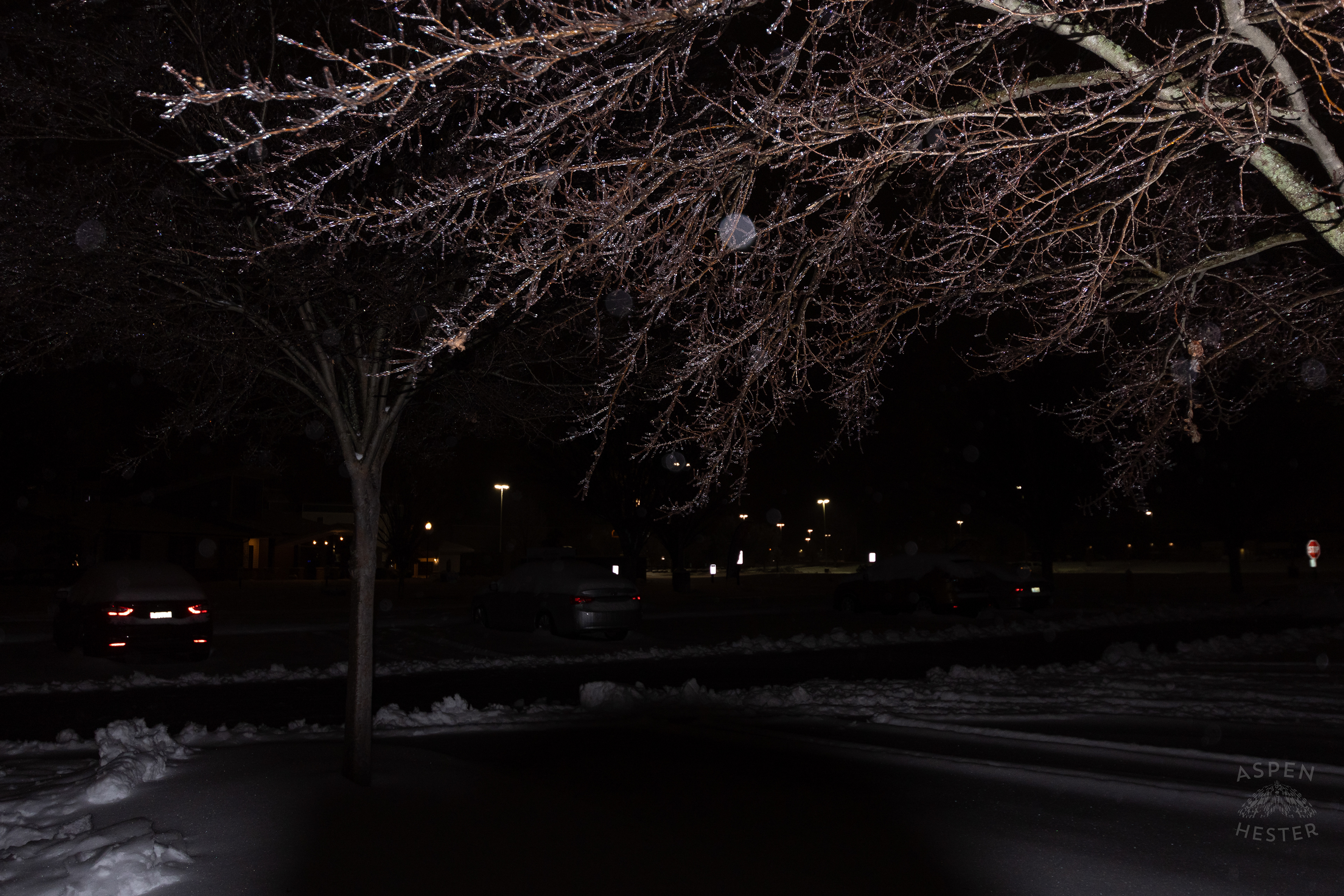 Ice Covered Trees in Okolona Caused by Winter Storm Blair. January 5th, 2025/Aspen Hester