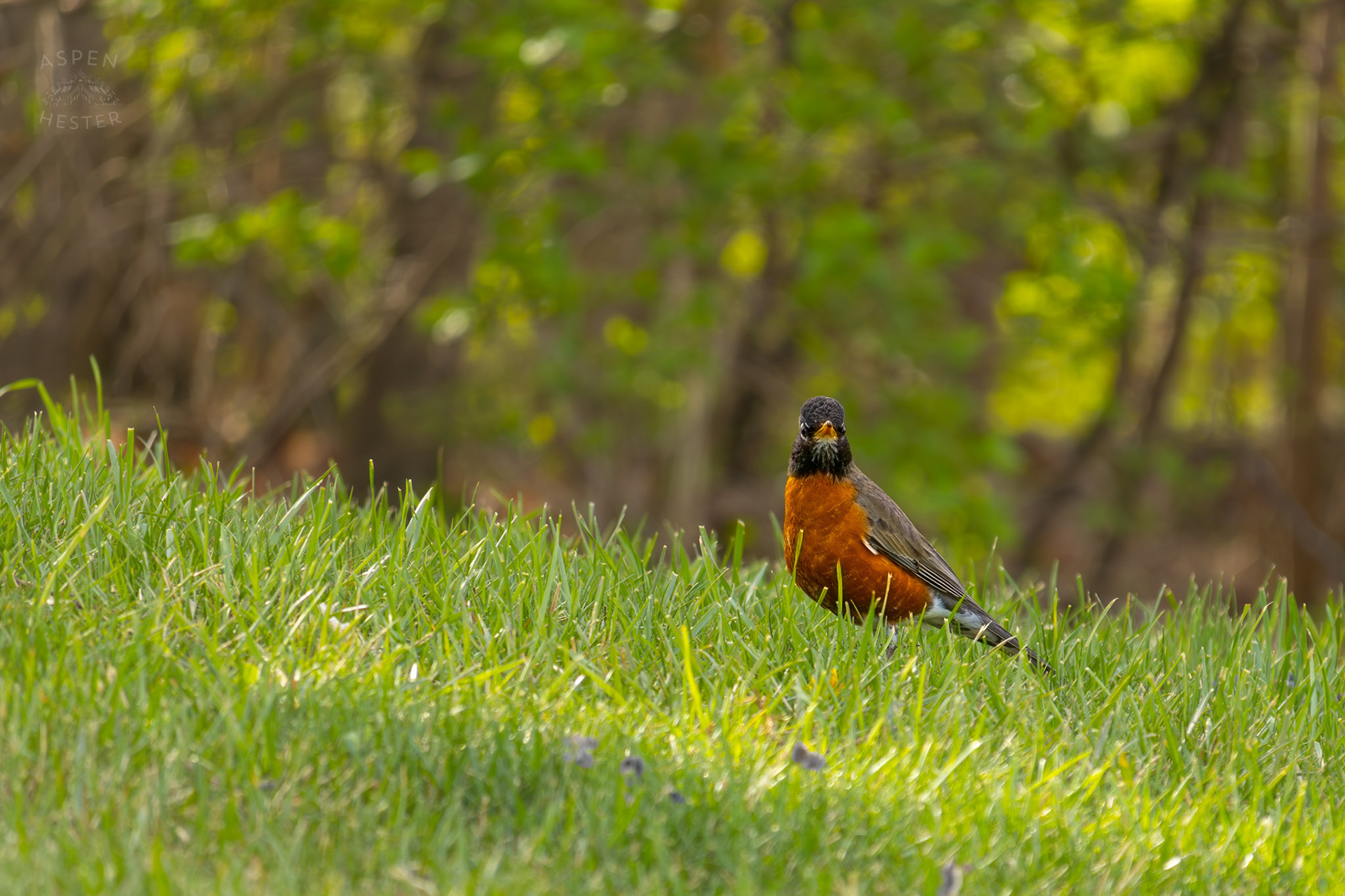 A Robin Hunts for Worms in My Neighbor's Yard. March 29th, 2026/Aspen Hester