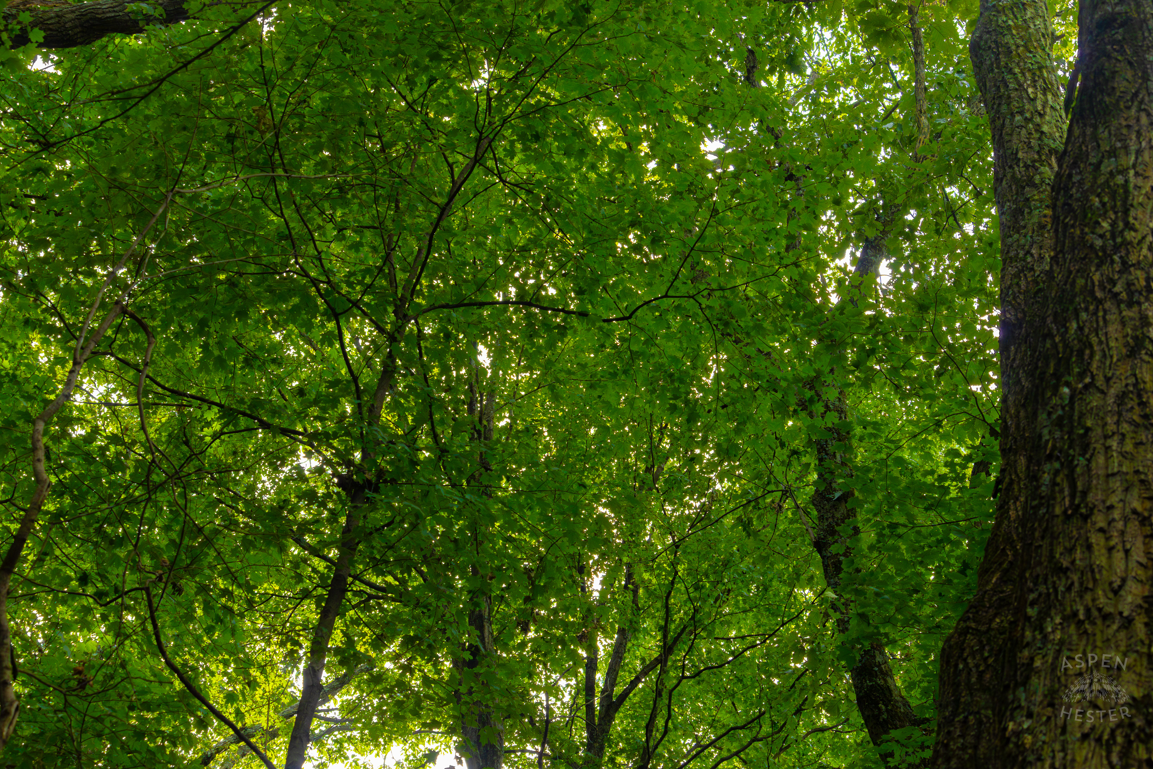 Dense Trees Inside Jefferson Memorial Forest. September 3rd, 2024/Aspen Hester