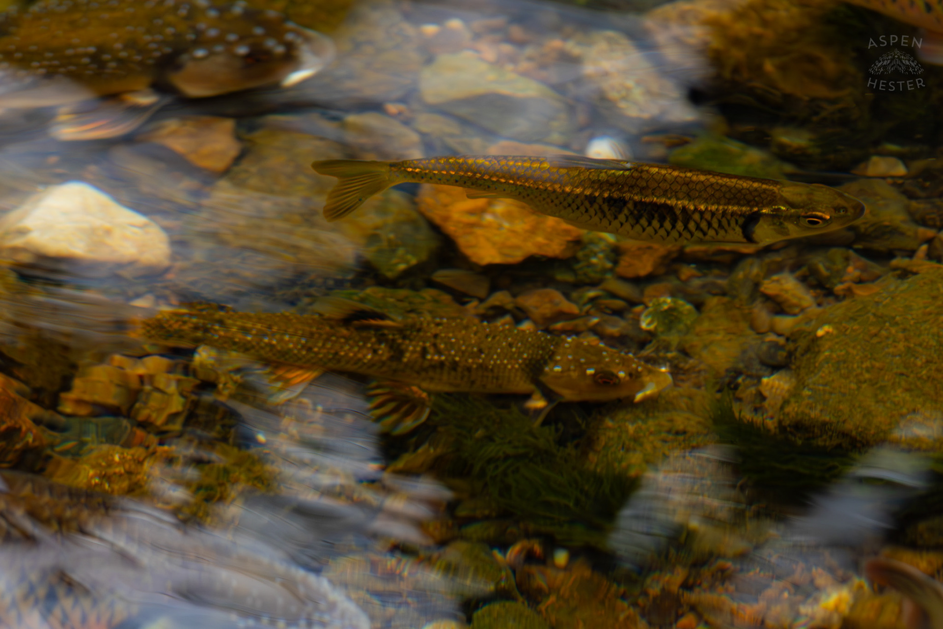 A Perch Swims in Middle Fork Beargrass Creek Where It Runs Through Brown Park. April 14th, 2025/Aspen Hester