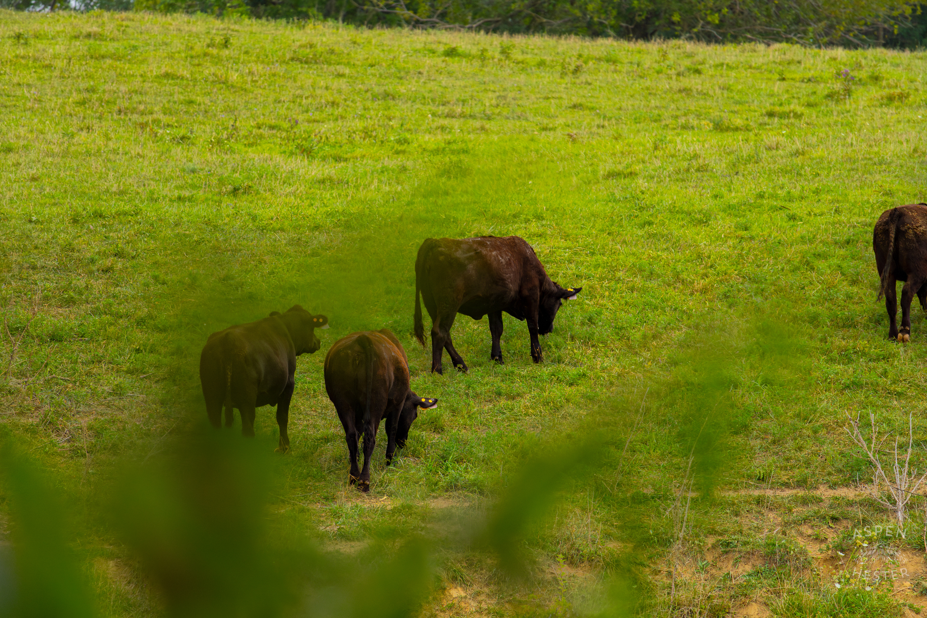 Cows Grazing on the Shore of Reformatory Lake. August 12th, 2024/Aspen Hester