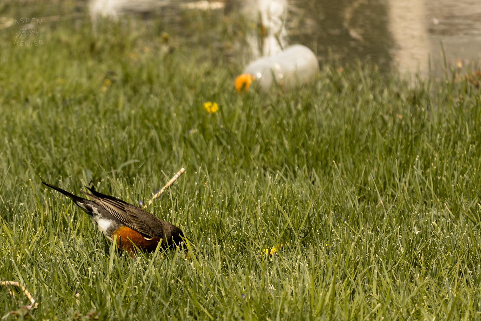 A Robin Scavenges Near The Edge Of The Historic Flooding in Utica Indiana. April 9th, 2025/Aspen Hester