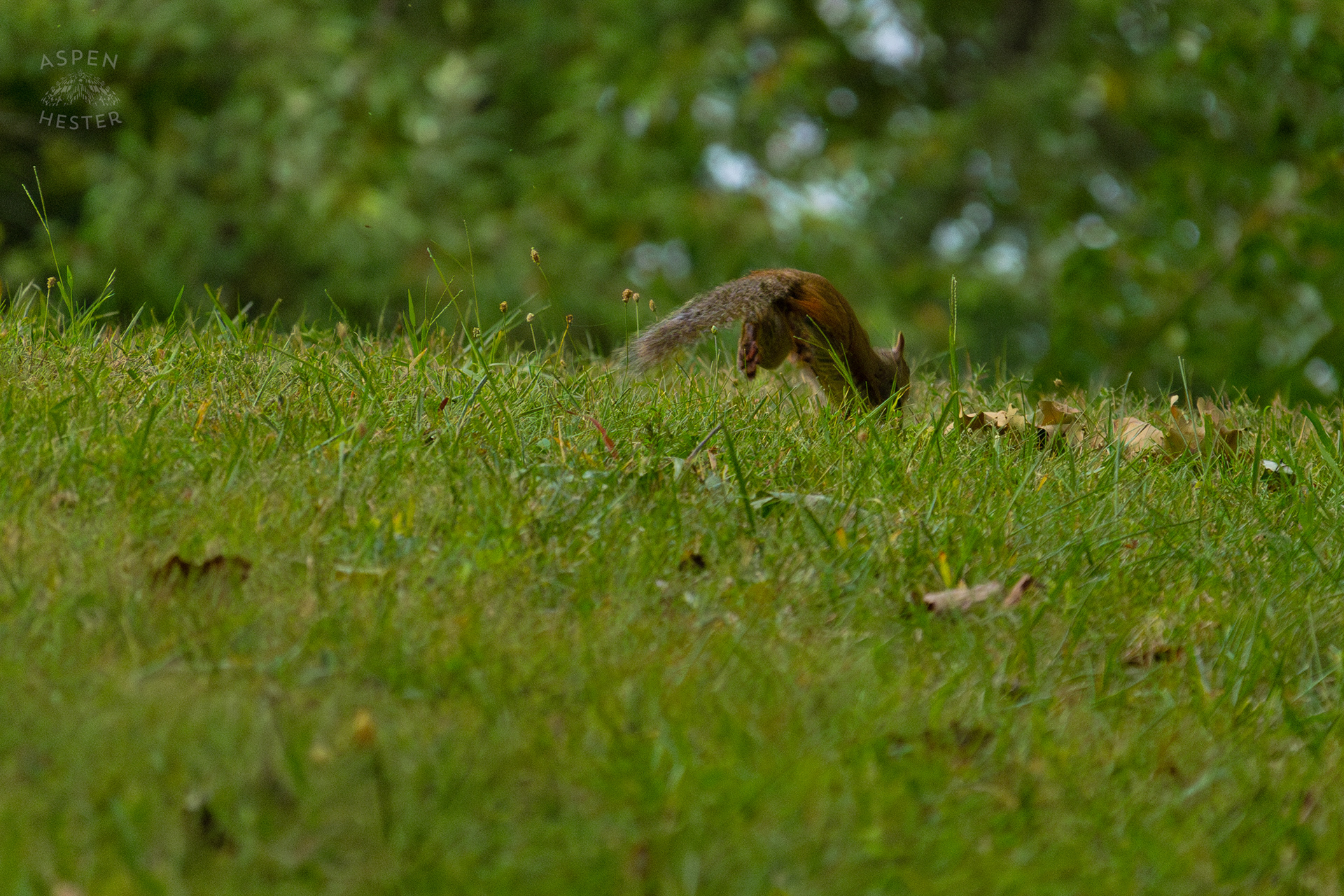 A Squirrel Runs Through Wendell Moore Park. August 12th, 2024/Aspen Hester