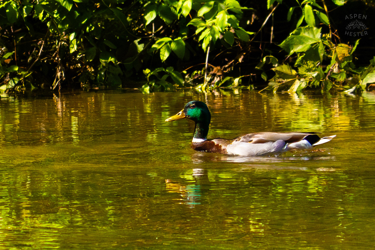 Mallard Duck Swimming Down Middle Fork Beargrass Creek in Cherokee Park. May 28th, 2024/Aspen Hester
