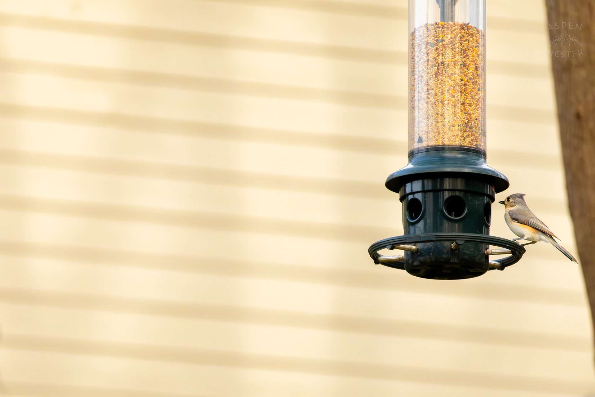 A Tufted Titmouse Eats From A Birdfeeder in My Neighbor's Yard. March 29th, 2026/Aspen Hester