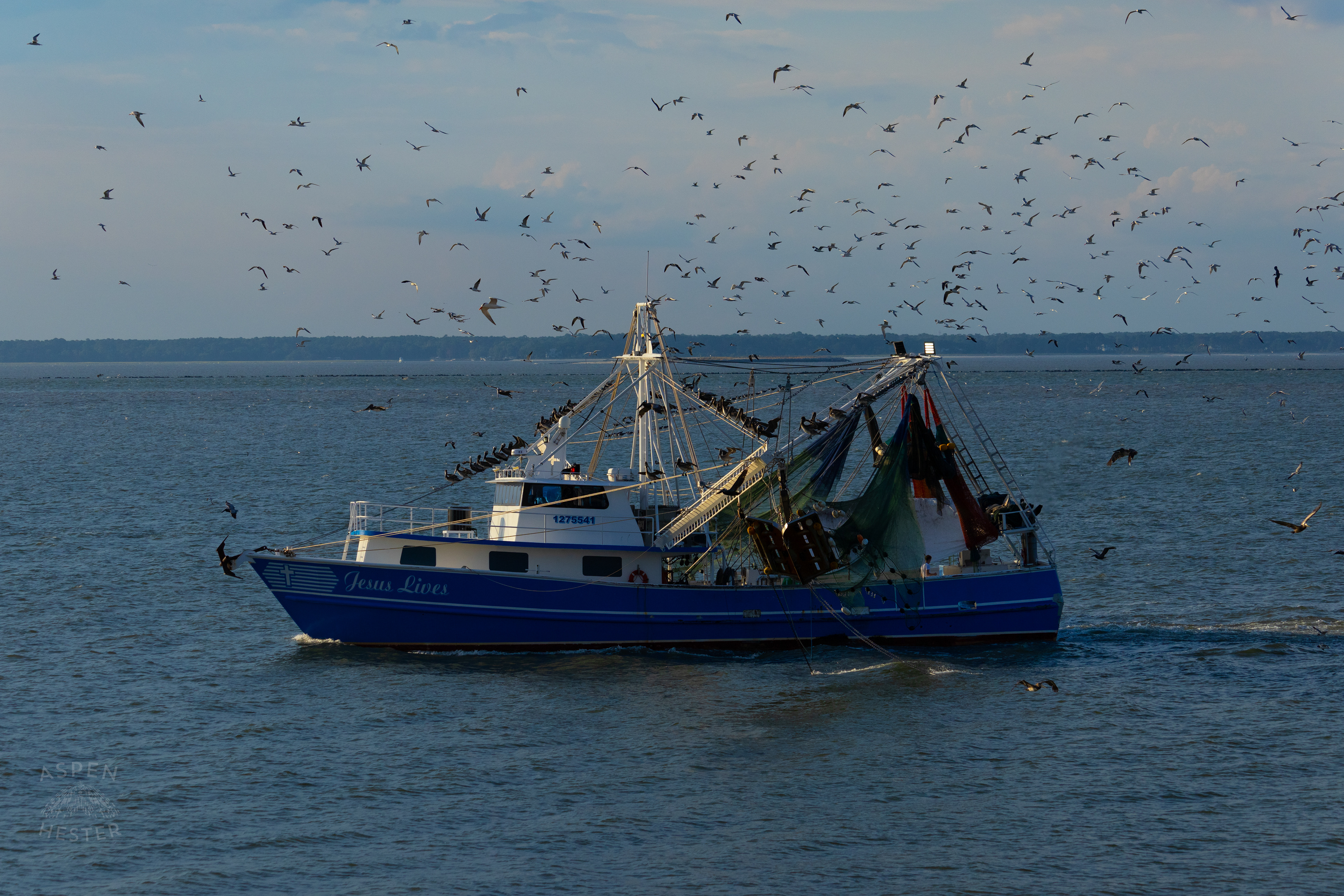 Birds Flock Around 'Jesus Lives' Off The Coast of Tybee Island Georgia. June 23rd, 2024/Aspen Hester