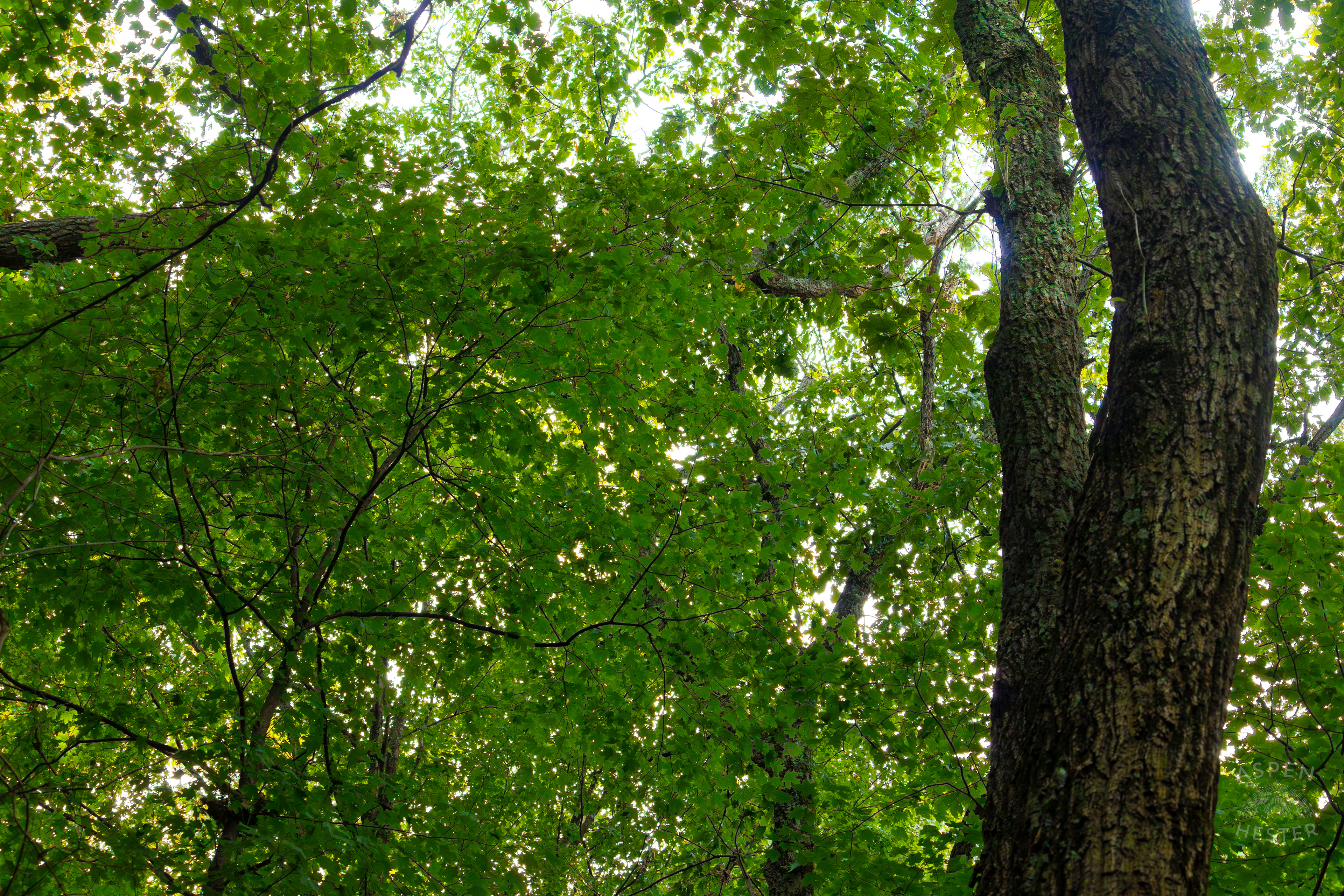 Dense Trees Inside Jefferson Memorial Forest. September 3rd, 2024/Aspen Hester