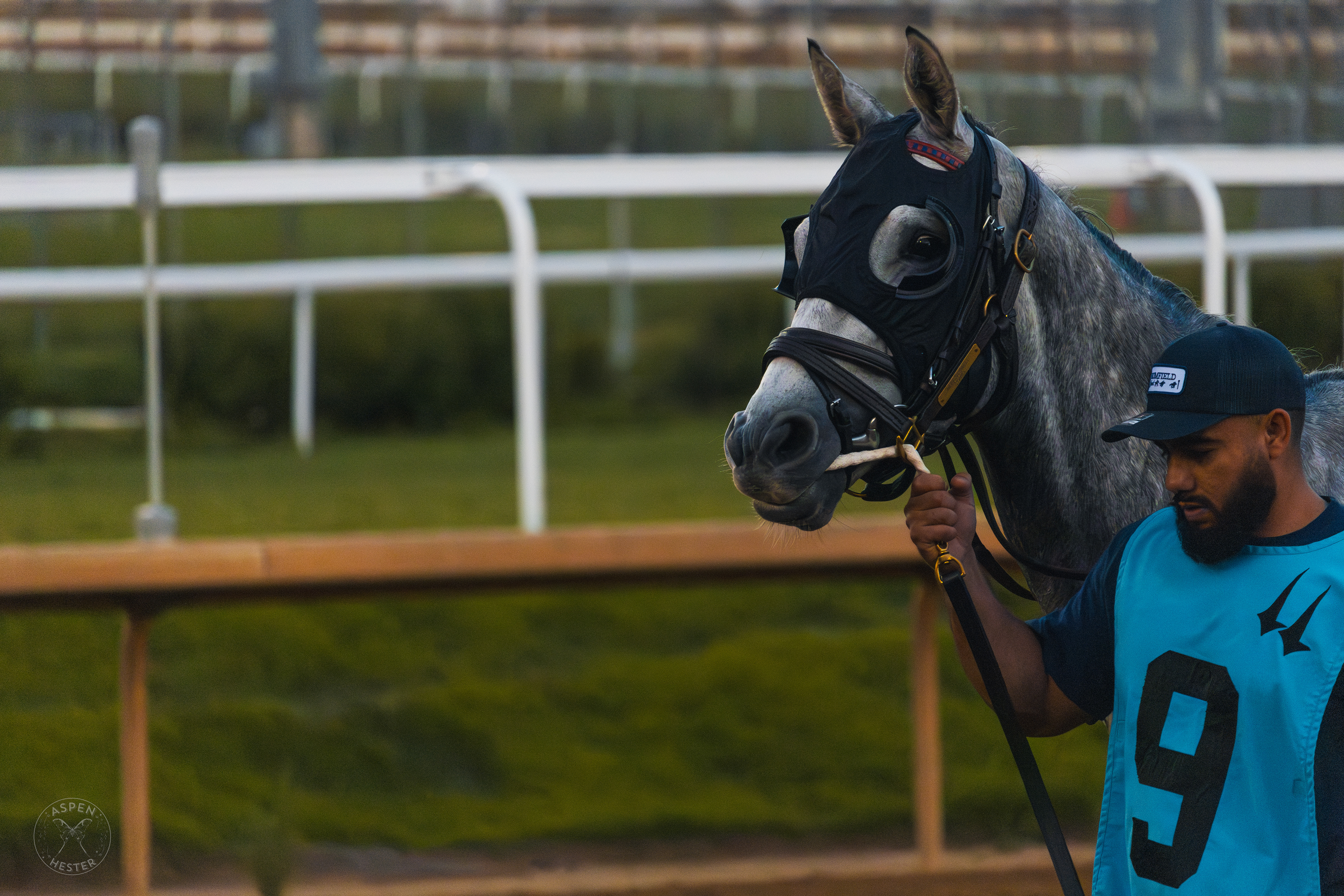Horse Strolling Down the Track at Downs After Dark. May 18th, 2024/Aspen Hester