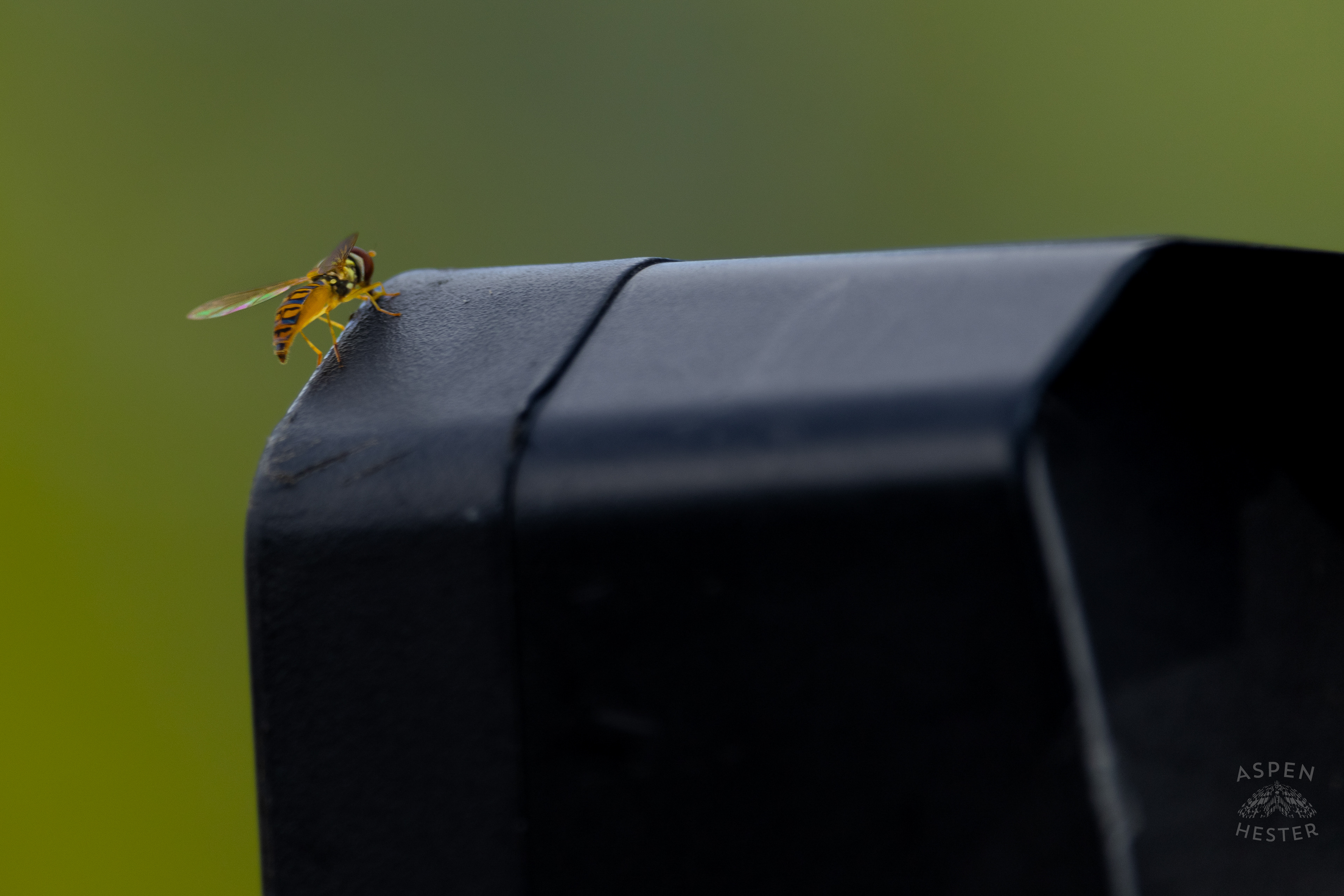A Sweat Bee Rests on my Camera on The Shore of The Chickasaw Park Pond. August 25th, 2024/Aspen Hester