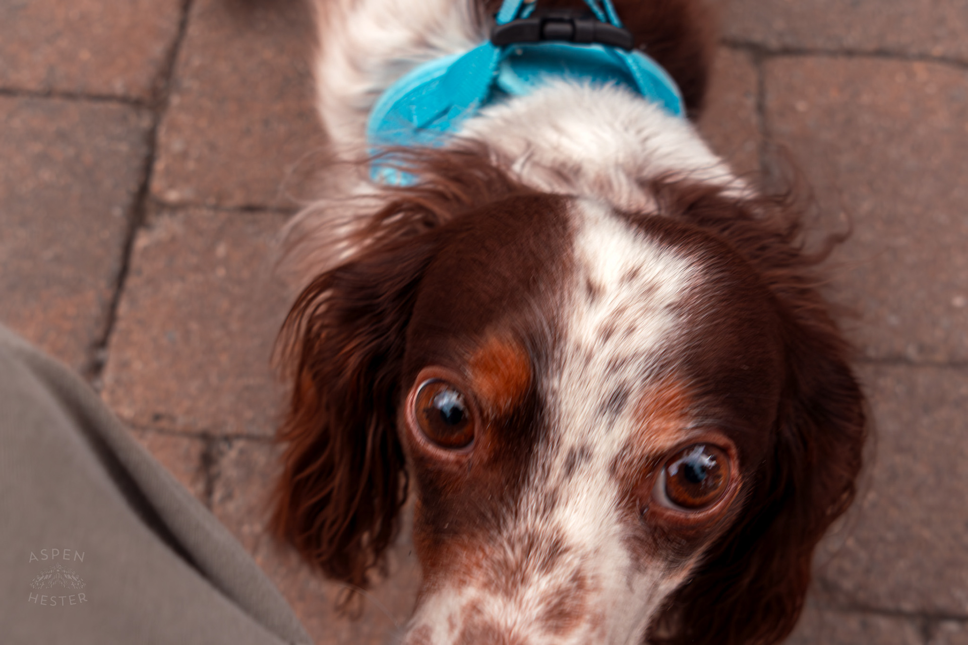 A Dog Now Venturing to See Me at Westport Village’s 5th Annual Puppy Palooza. April 19th, 2025/Aspen Hester