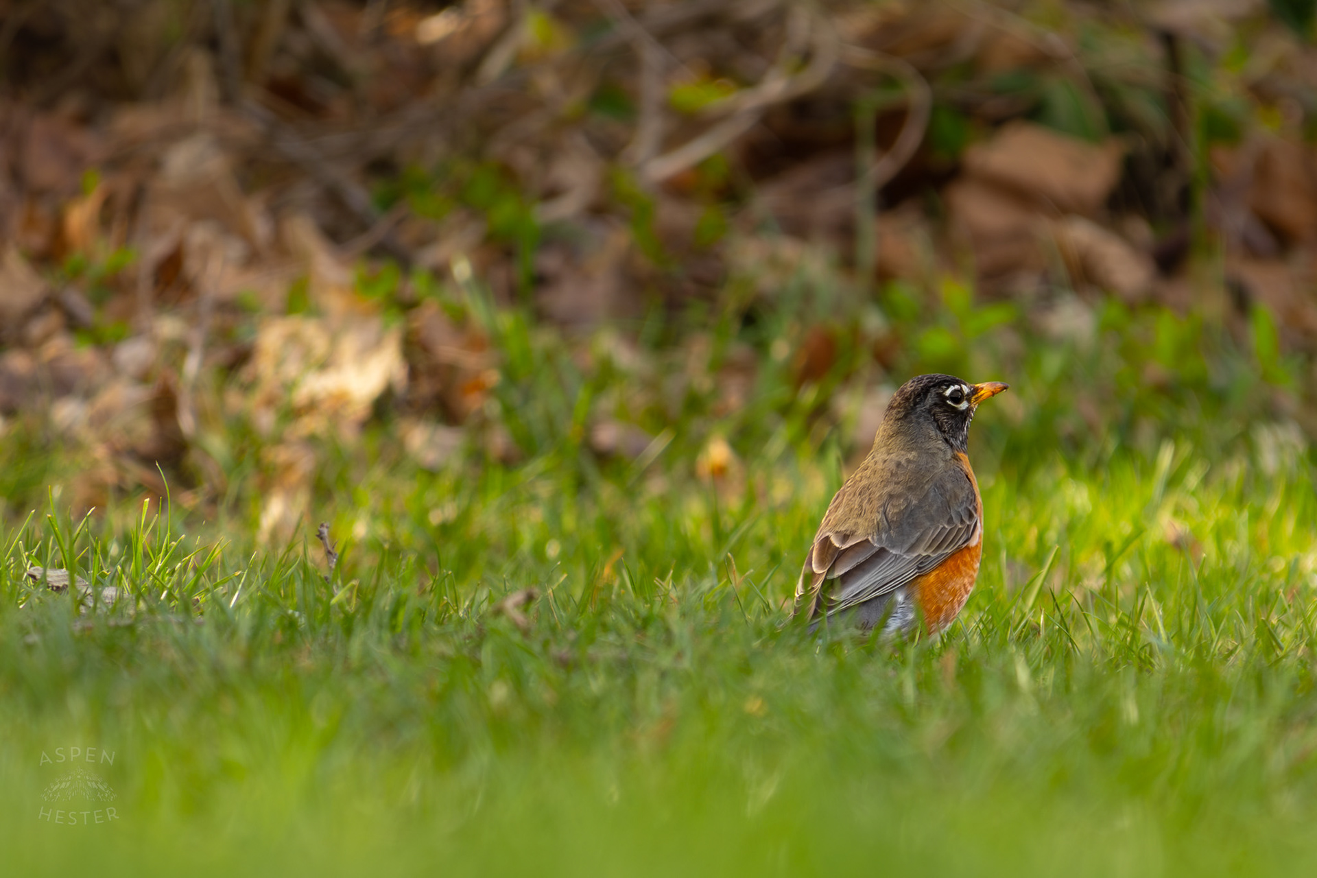 A Robin Hunts for Worms in My Neighbor's Yard. March 29th, 2026/Aspen Hester