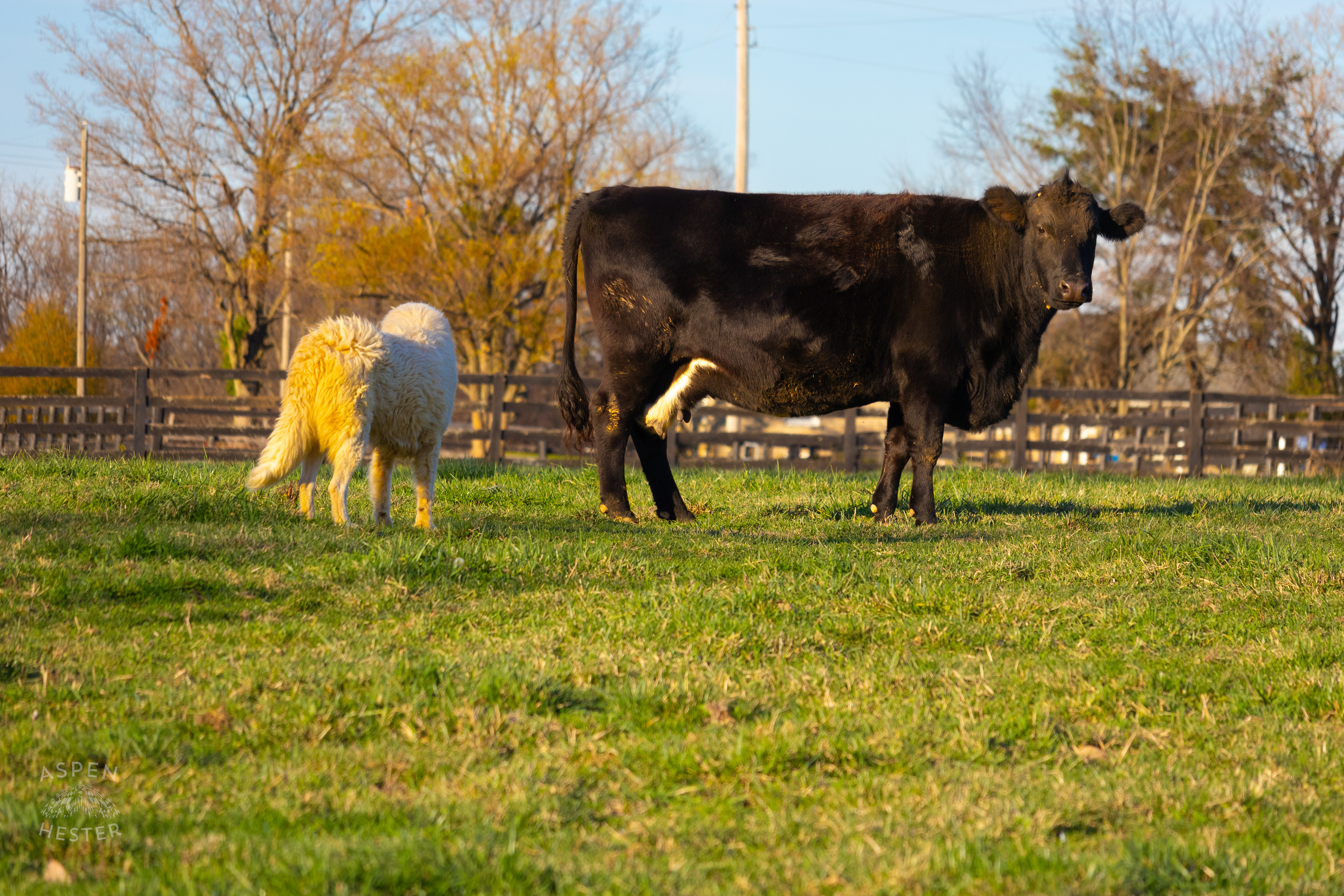 Tinker Bell and Charlie Hanging Out in The Field on Skinner Farms Thanksgiving Turkey Pick Up Day. November 24th, 2024/Aspen Hester