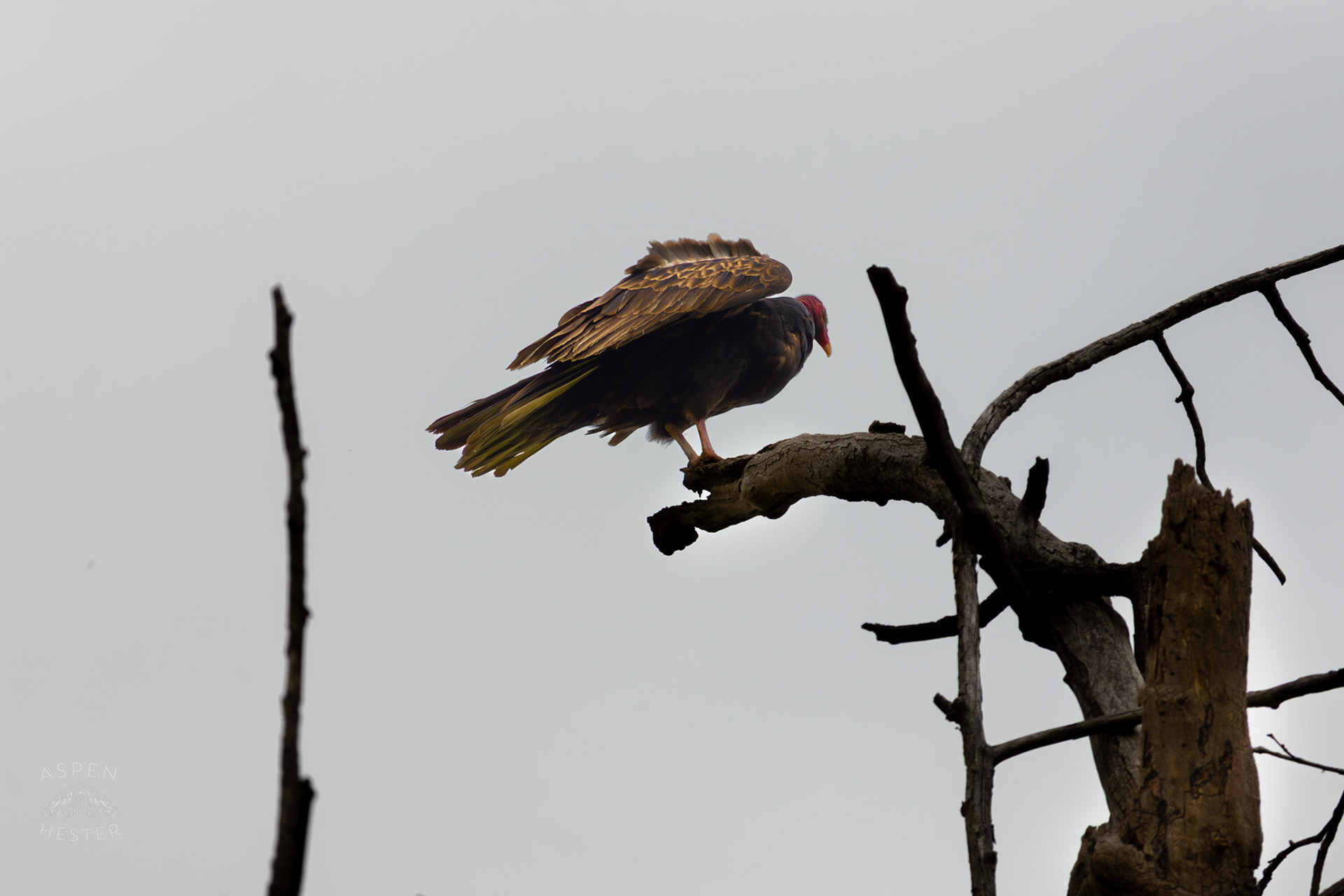 A Large Turkey Vulture Perches High Atop of A Tree in Brown Park. April 14th, 2025/Aspen Hester