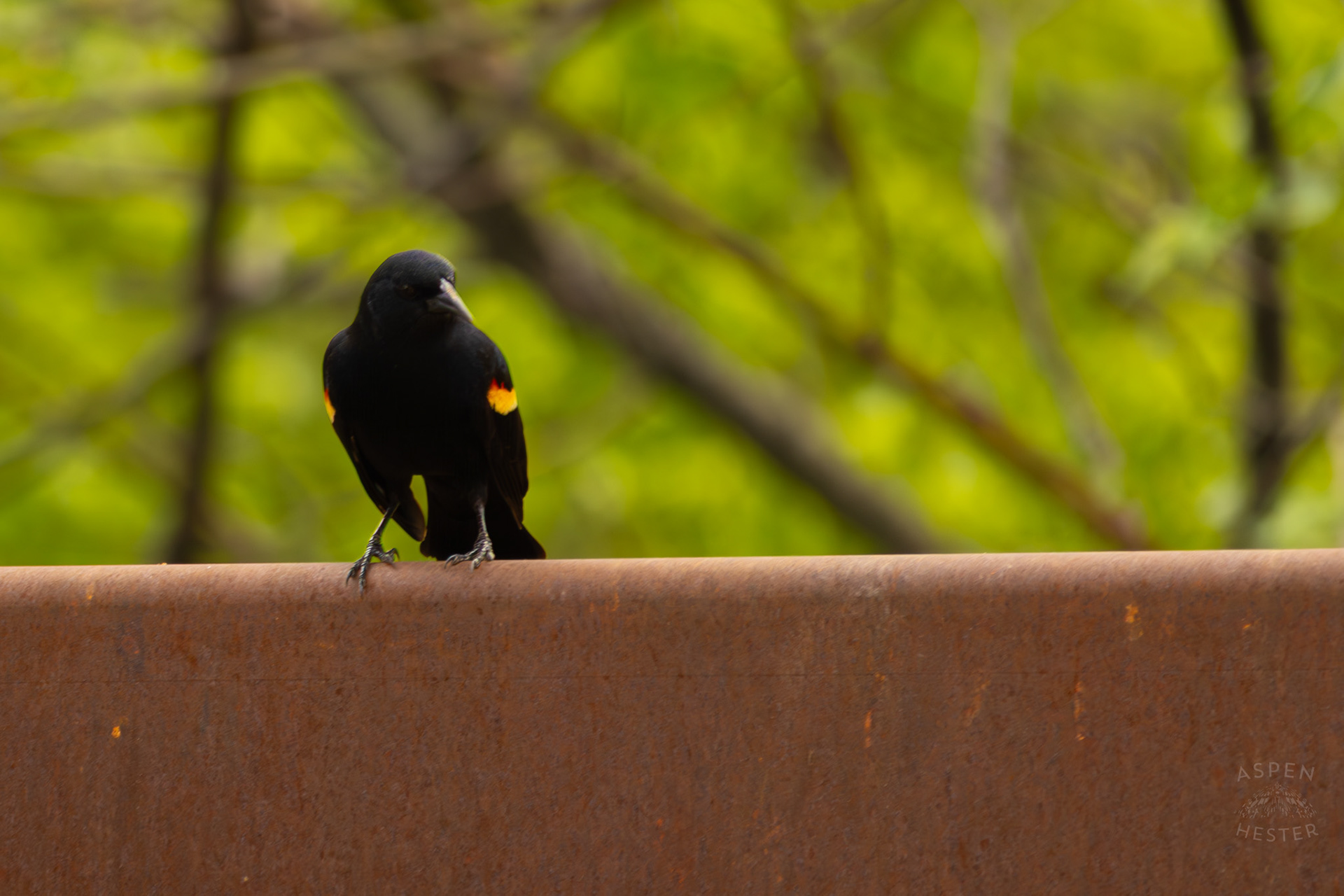 A Red-Wing Blackbird Rests on A Railing in Brown Park. April 14th, 2025/Aspen Hester