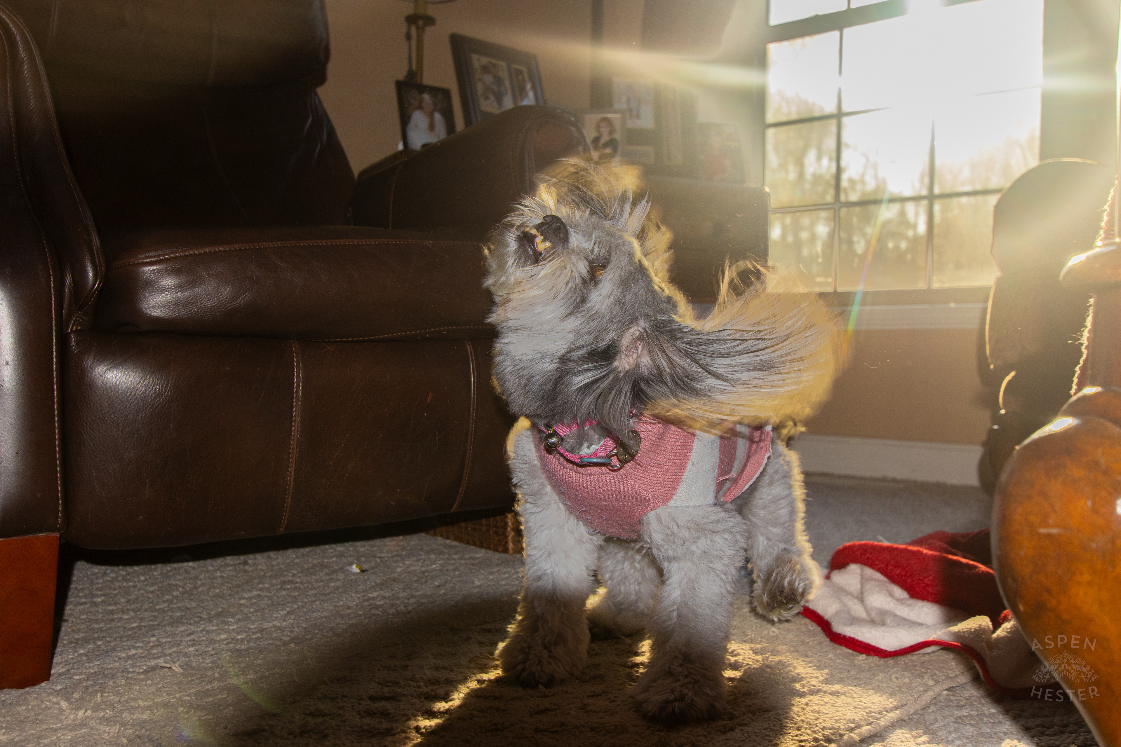 My Girl Mabel Shaking. November 11th, 2024/Aspen Hester