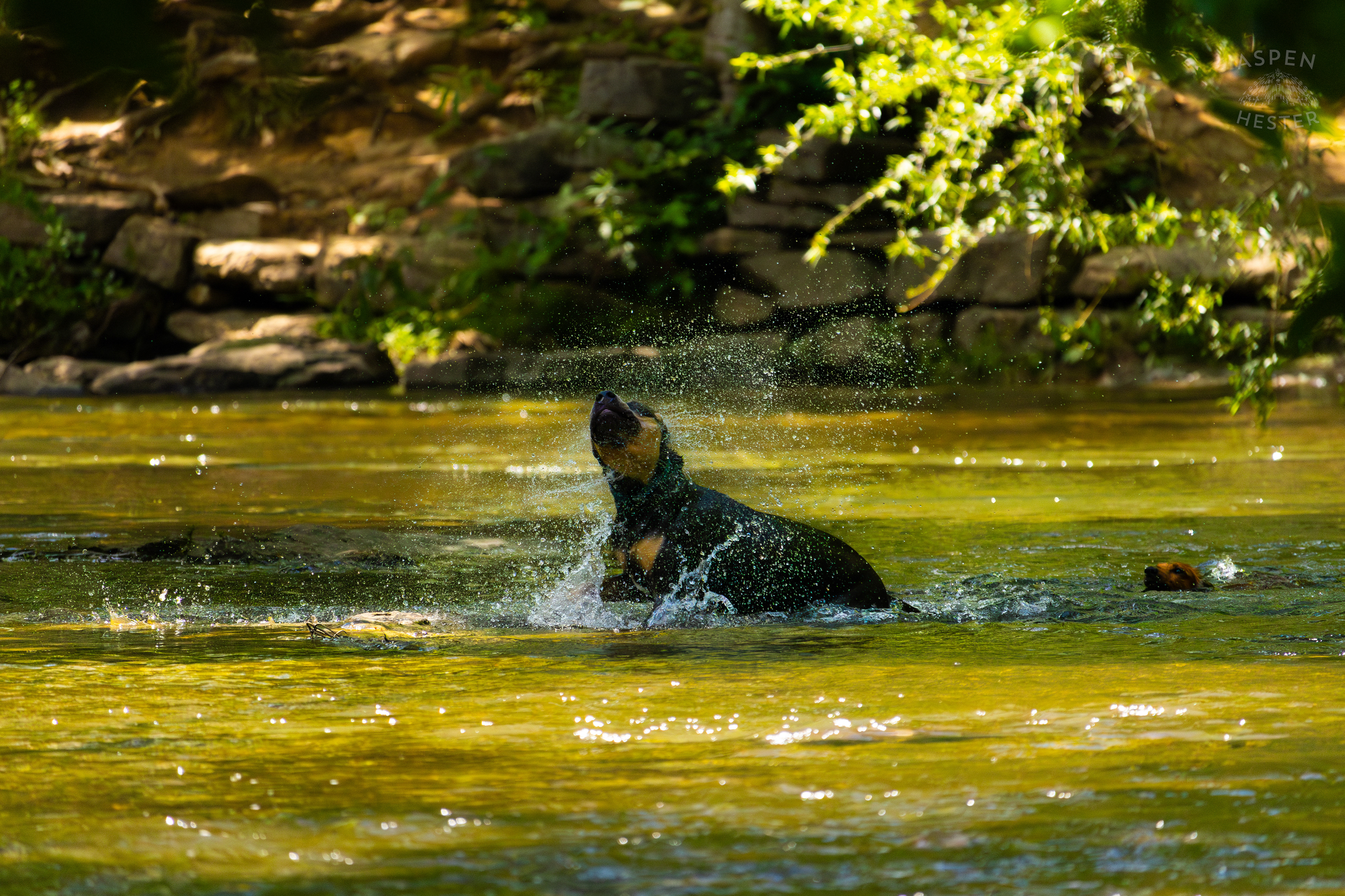 A Rottweiler and A Dachshund Splash in the Waters of Middle Fork Beargrass Creek in Cherokee Park. May 28th, 2024/Aspen Hester