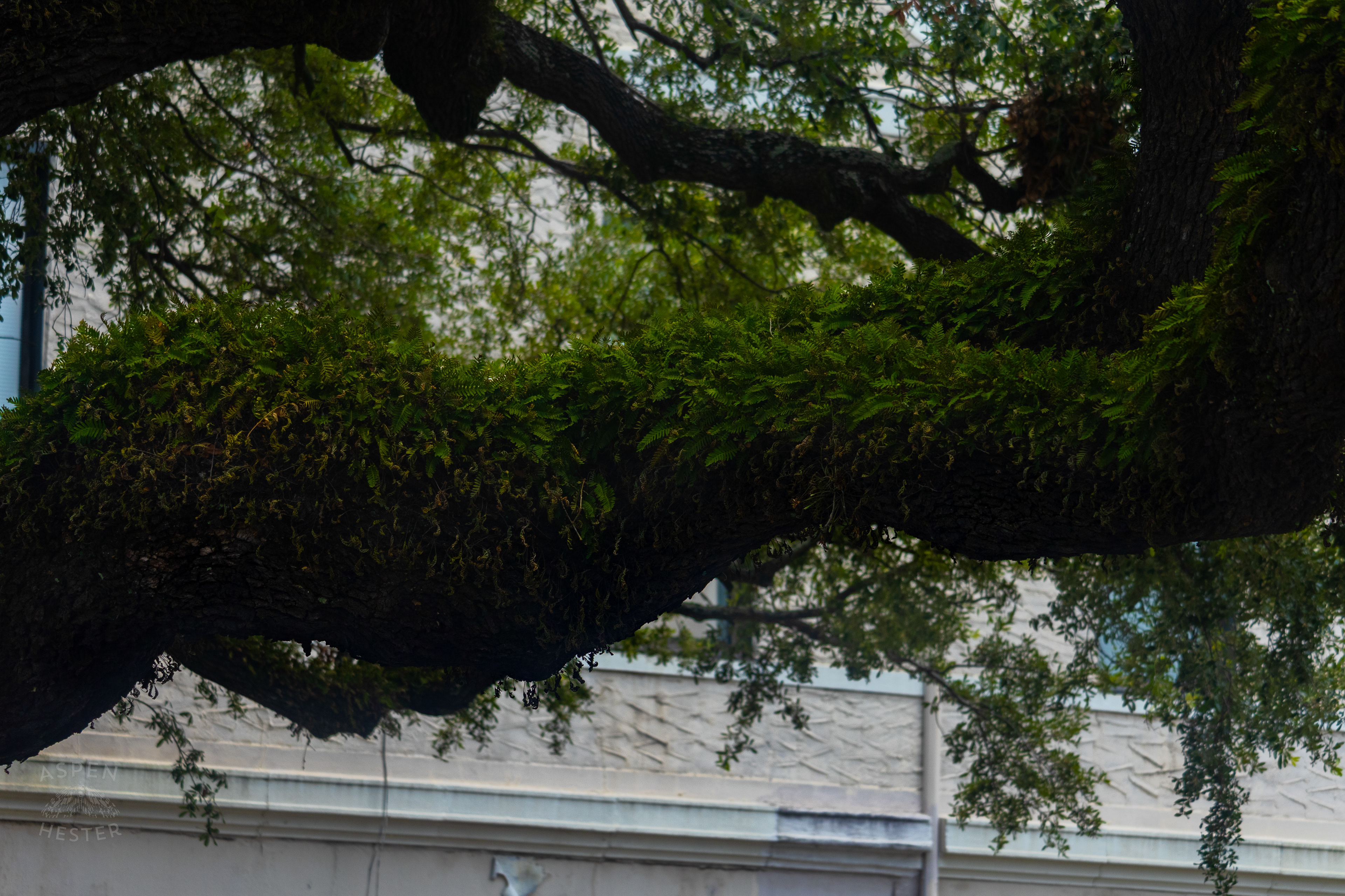 Oak Trees in Savannah Georgia. June 26th, 2024/Aspen Hester