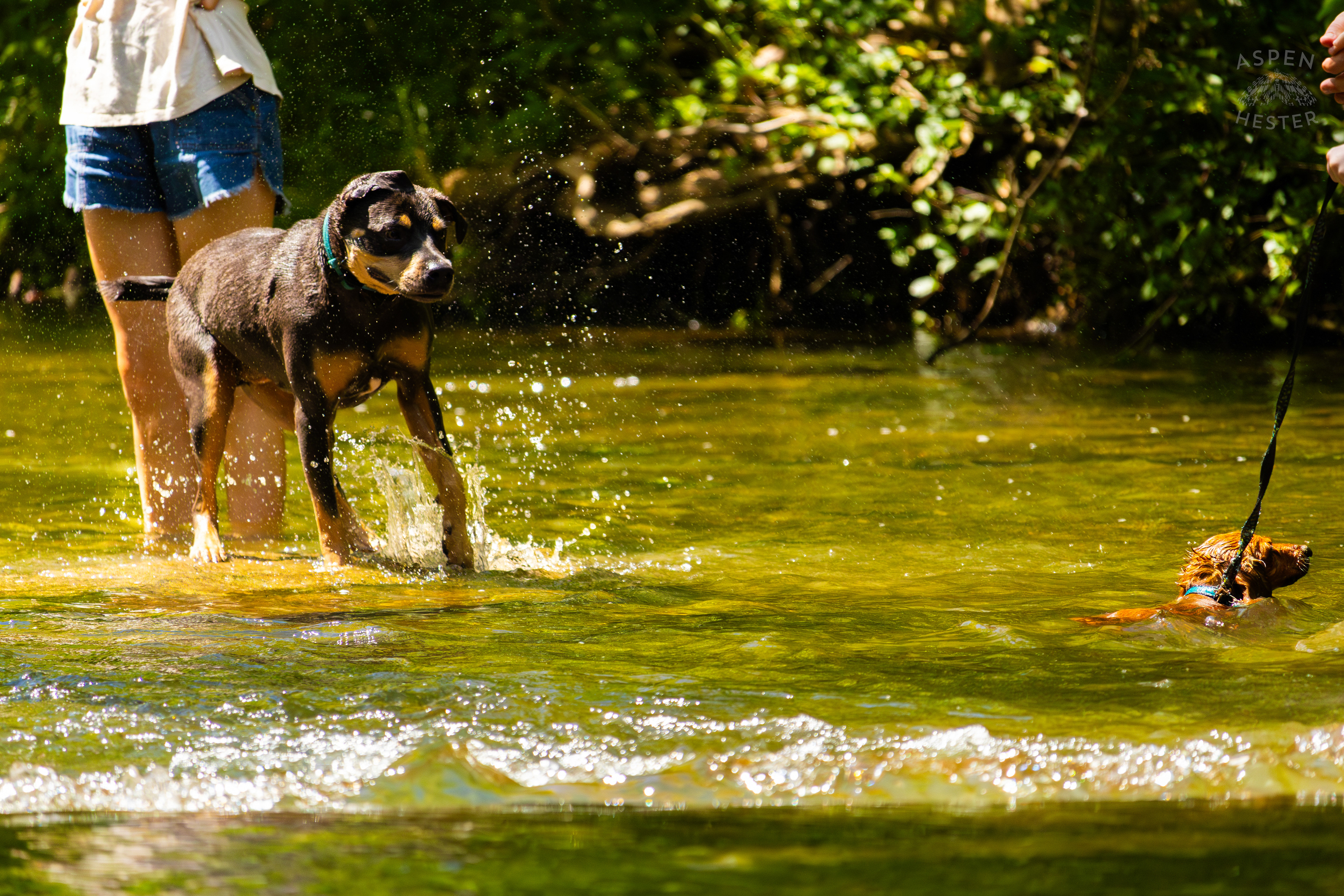 A Rottweiler and A Dachshund Splash in the Waters of Middle Fork Beargrass Creek in Cherokee Park. May 28th, 2024/Aspen Hester