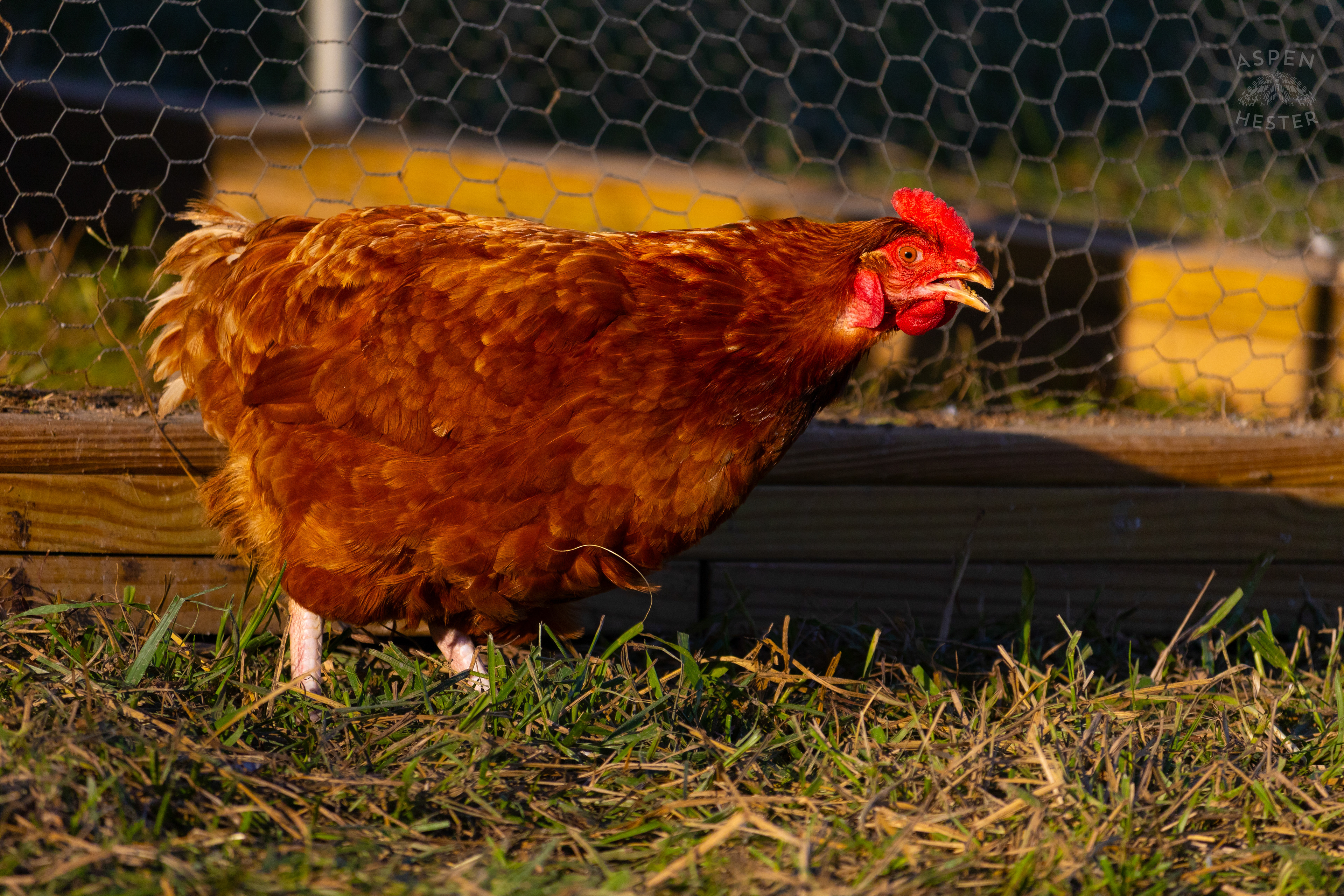A Chicken Pecking About on Skinner Farms Thanksgiving Turkey Pick Up Day. November 24th, 2024/Aspen Hester