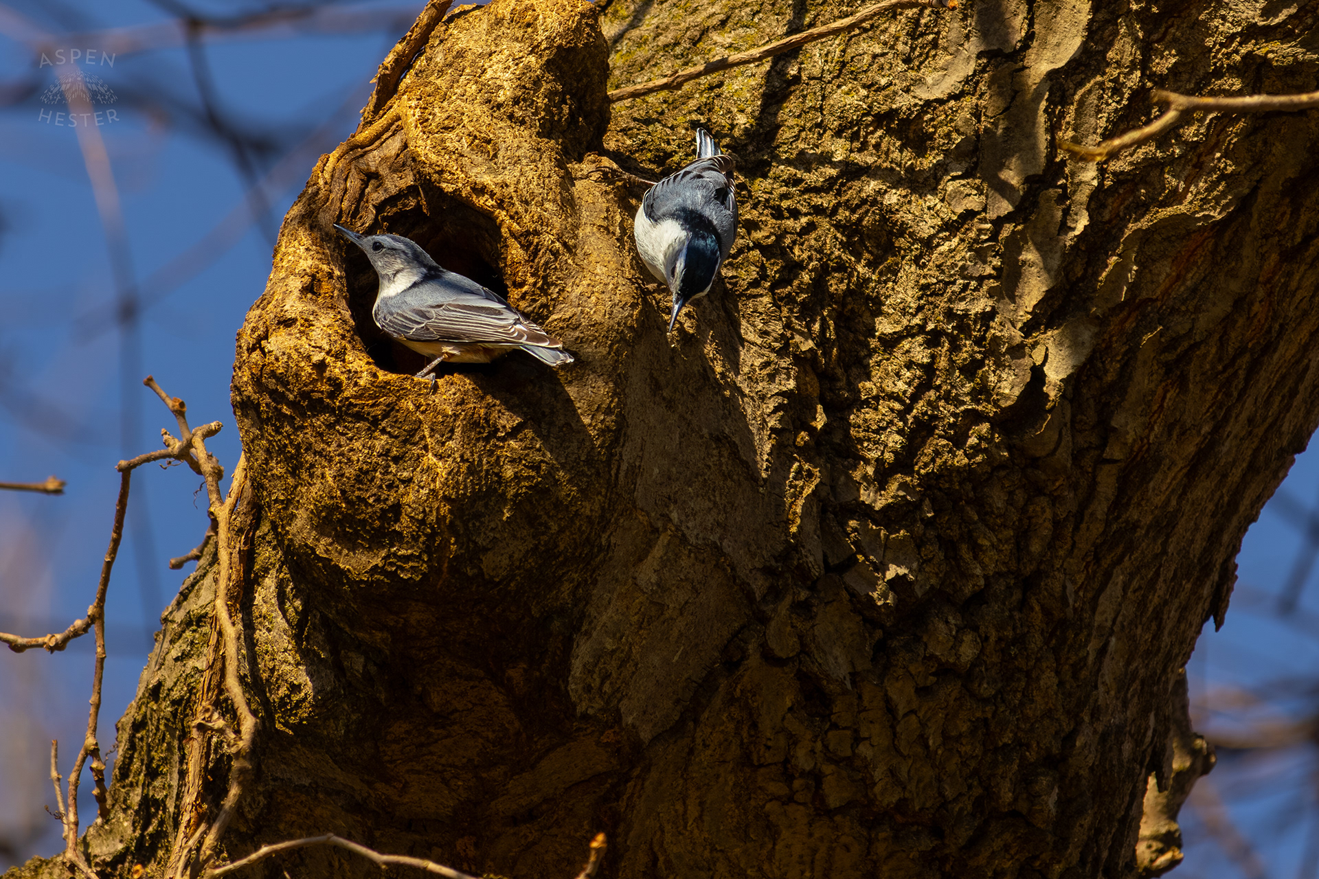 Two Partnered White-Breasted Nuthatches Dance Around Their Tree Hollow Home in Wendell Moore Park Right Before Spring. March 18th, 2025/Aspen Hester