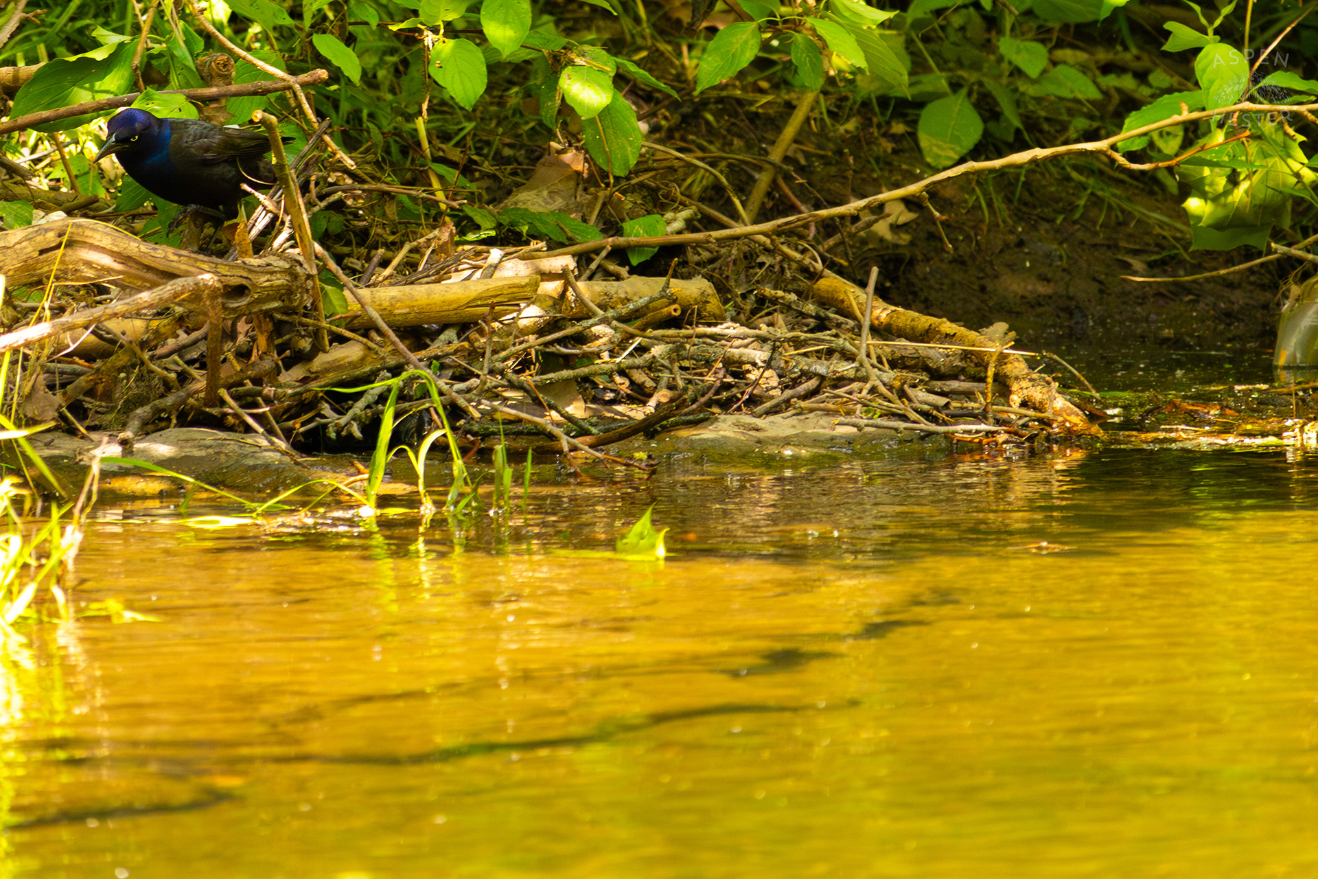 Crow Scavenging Along Middle Fork Beargrass Creek in Cherokee Park. May 28th, 2024/Aspen Hester