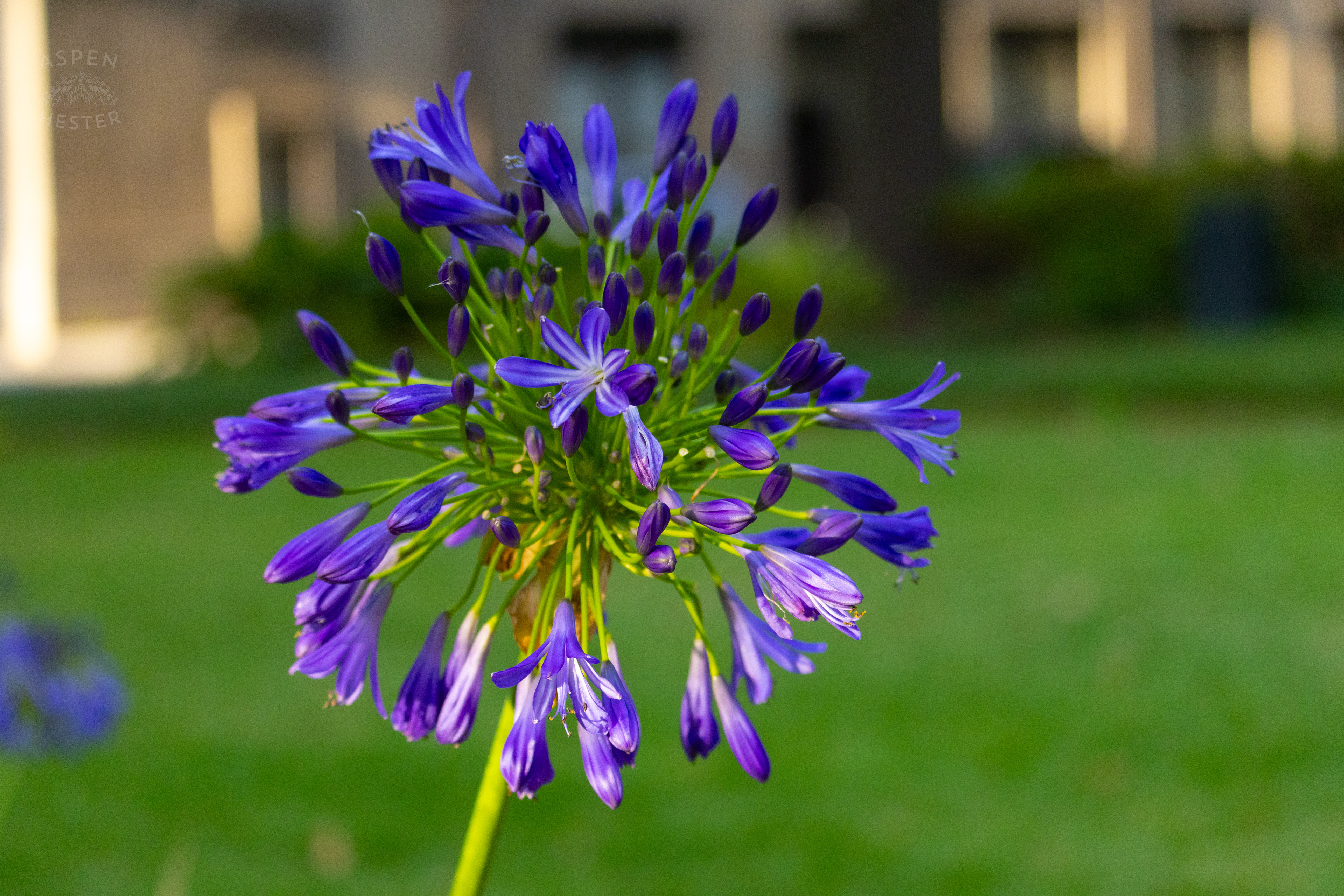 African Lily In Savannah Georgia's Reynolds Square. June 24th, 2024/Aspen Hester