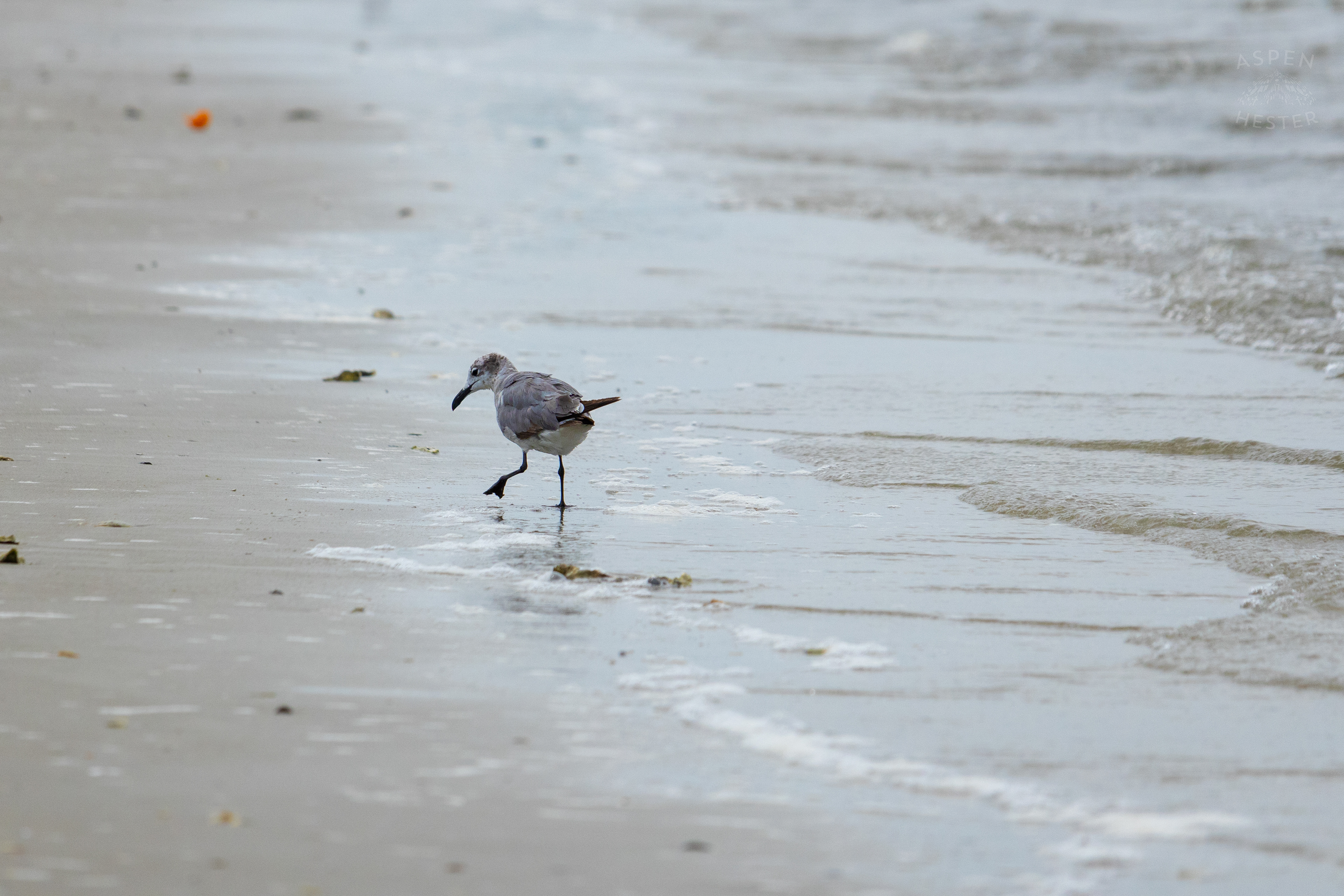 Seagull On Tybee Island Georgia. June 24th, 2024/Aspen Hester