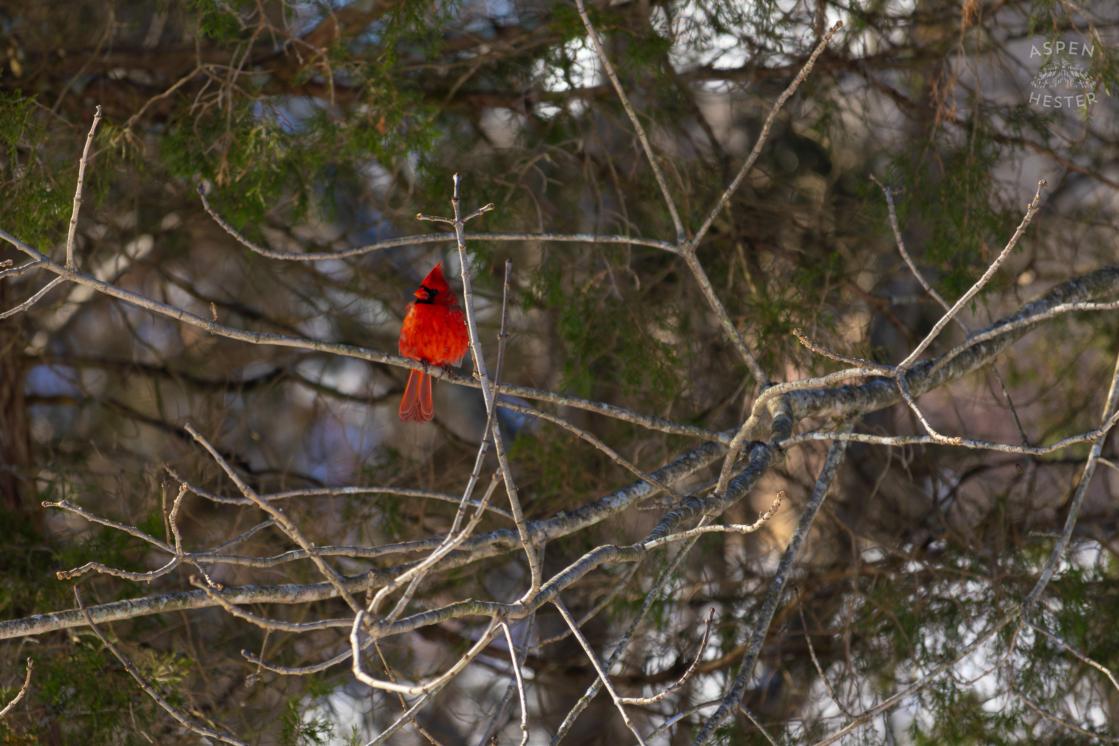 A Cardinal Sits in An Ash Tree in My Snowy Backyard. January 13th, 2025/Aspen Hester