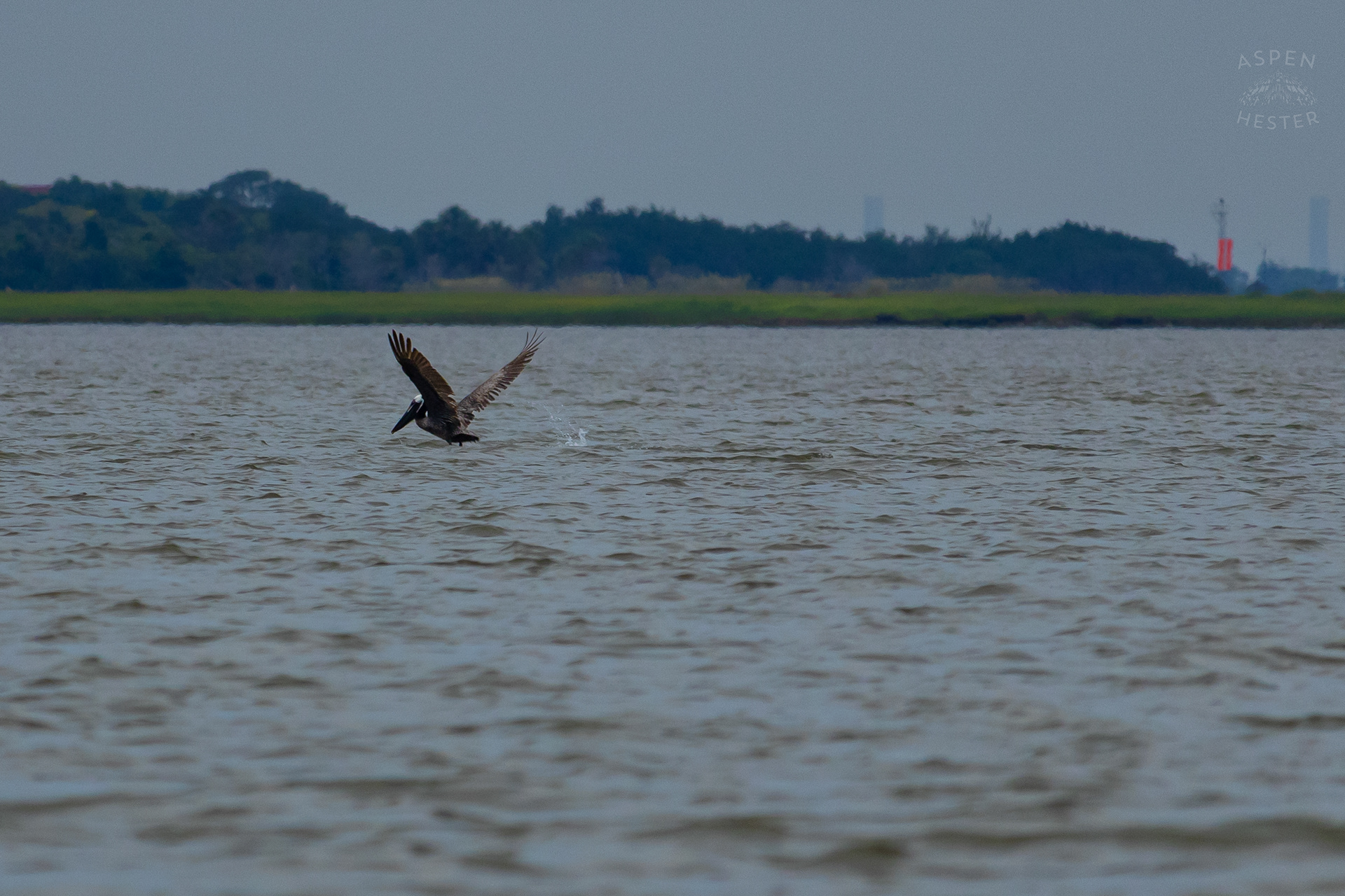 Sea Bird Diving Into The Water of Tybee Island Georgia. June 24th, 2024/Aspen Hester
