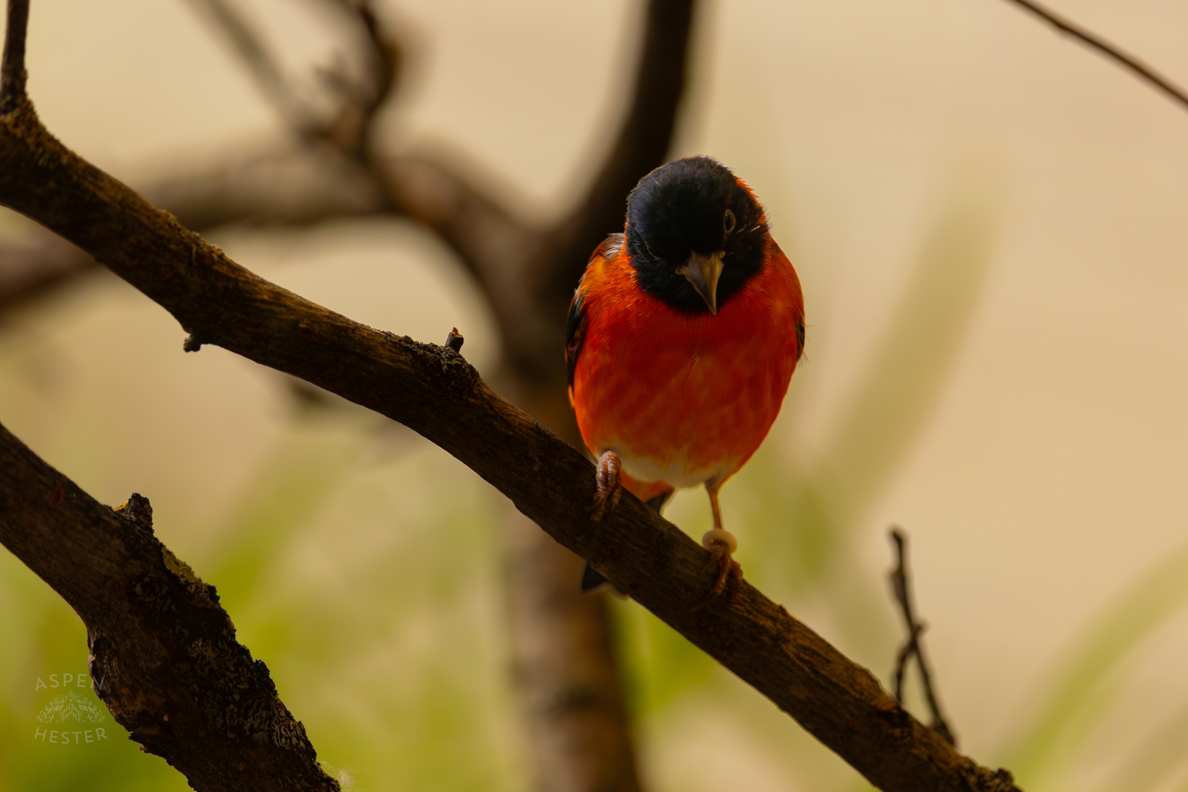 A Red Siskin Perches on A Branch in The Grasslands Inside The National Aviary in Pittsburgh Pennsylvania. February 26th, 2025/Aspen Hester