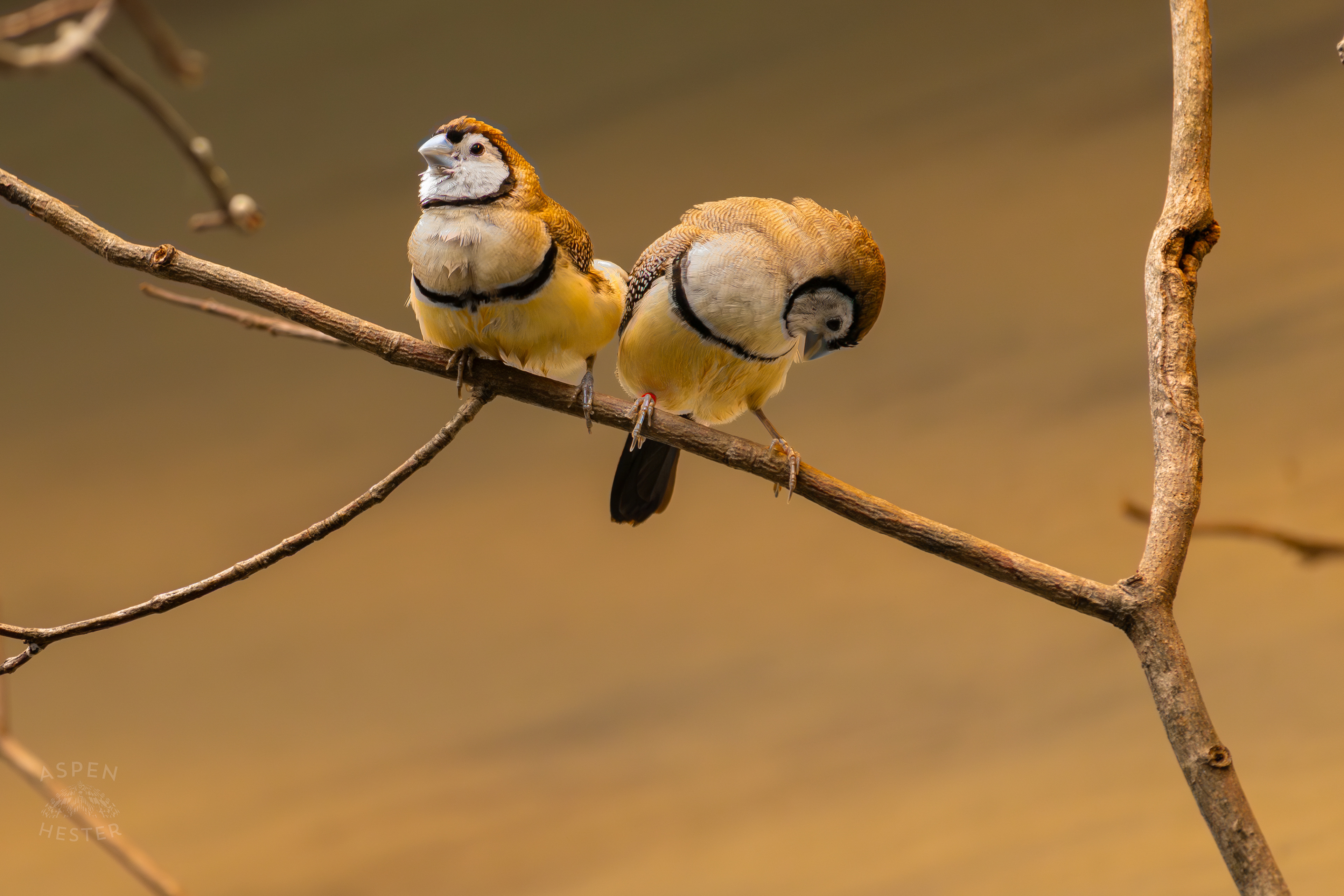 Two Double-Barred Finches Perch Together on A Branch in The Grasslands Inside The National Aviary in Pittsburgh Pennsylvania. February 26th, 2025/Aspen Hester