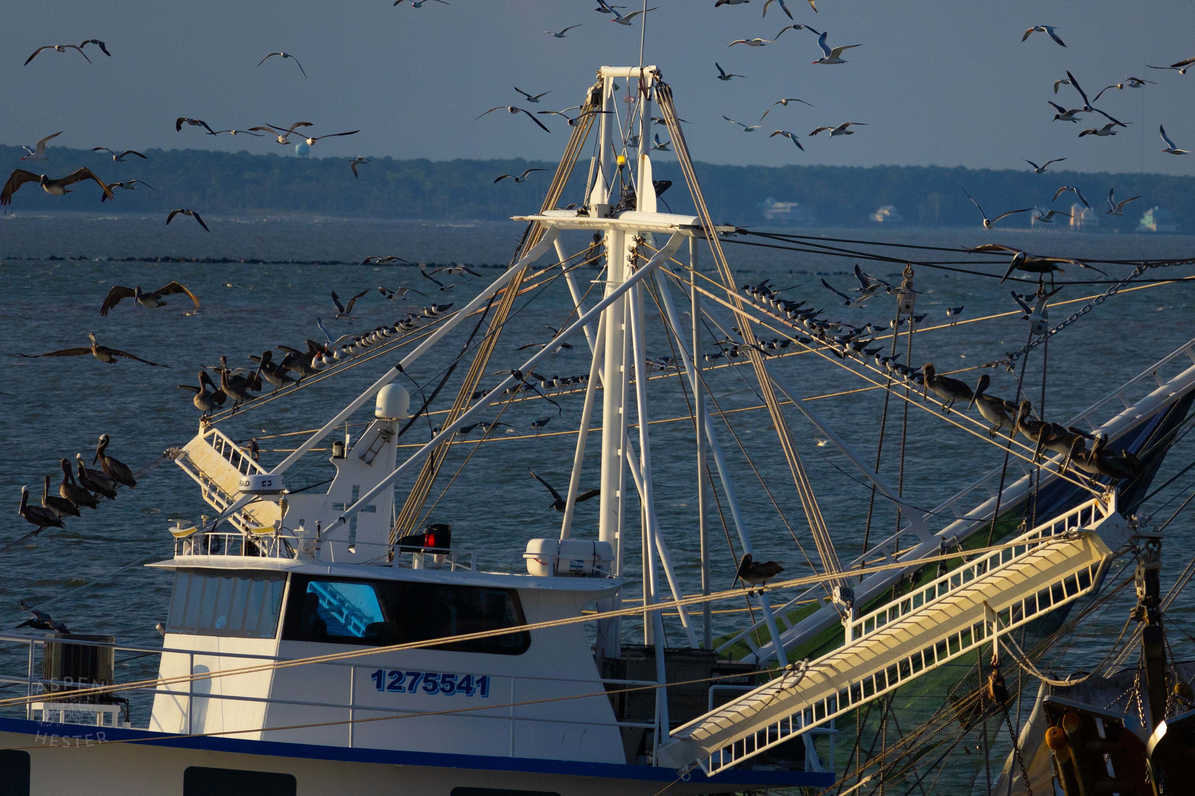 Birds Flock Around 'Jesus Lives' Off The Coast of Tybee Island Georgia. June 23rd, 2024/Aspen Hester