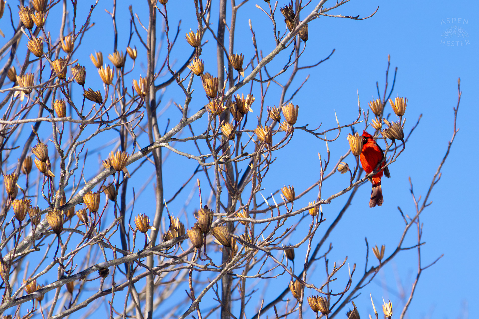A Cardinal Eats The Seeds From A Tulip Tree in my Backyard. January 13th, 2025/Aspen Hester