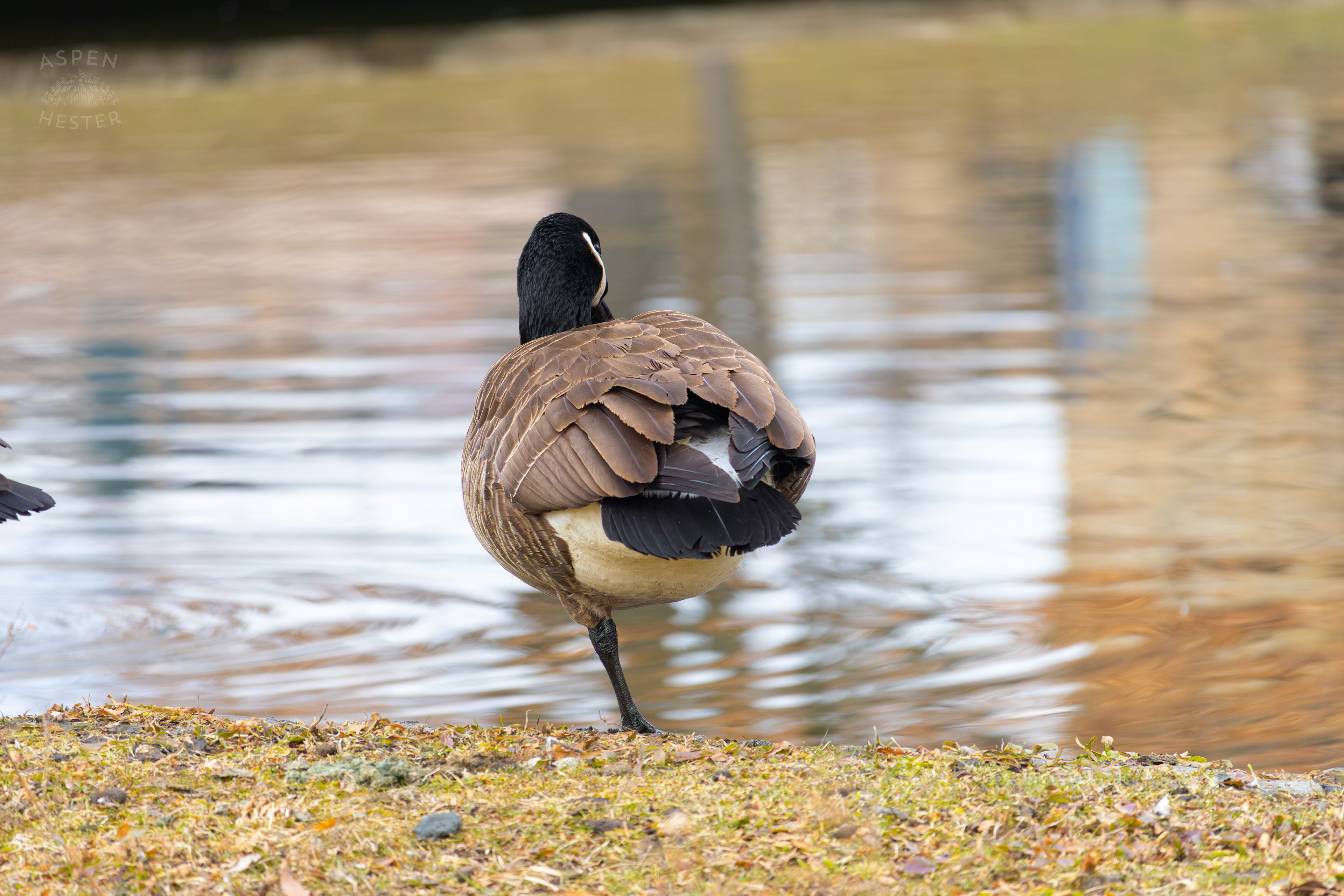 A Goose Relaxes on The Shore of Lake Elizabeth Outside The National Aviary in Pittsburgh Pennsylvania. February 26th, 2025/Aspen Hester