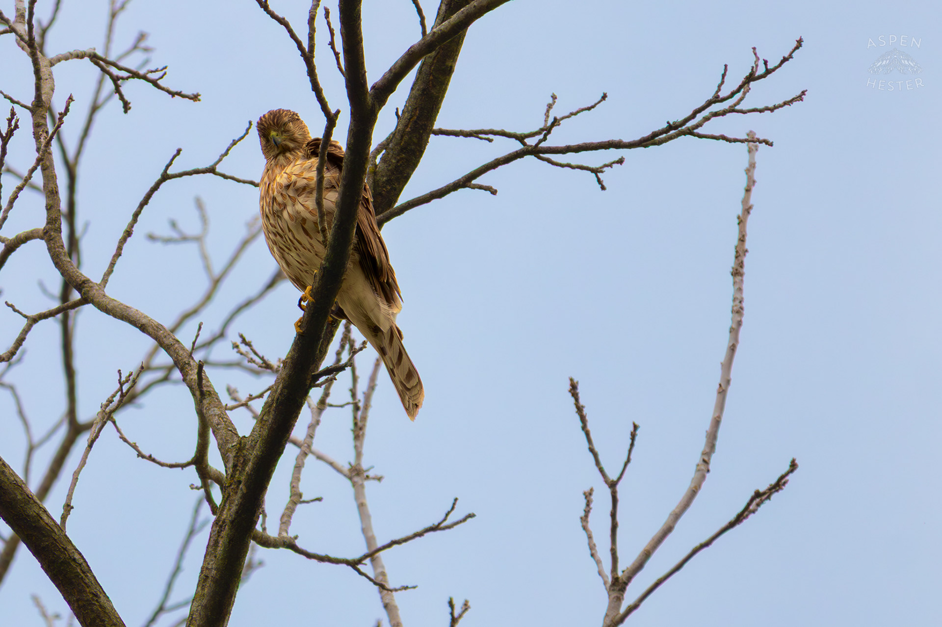 A Red Tailed Hawk Blinks High Up in Brown Park. April 14th, 2025/Aspen Hester 